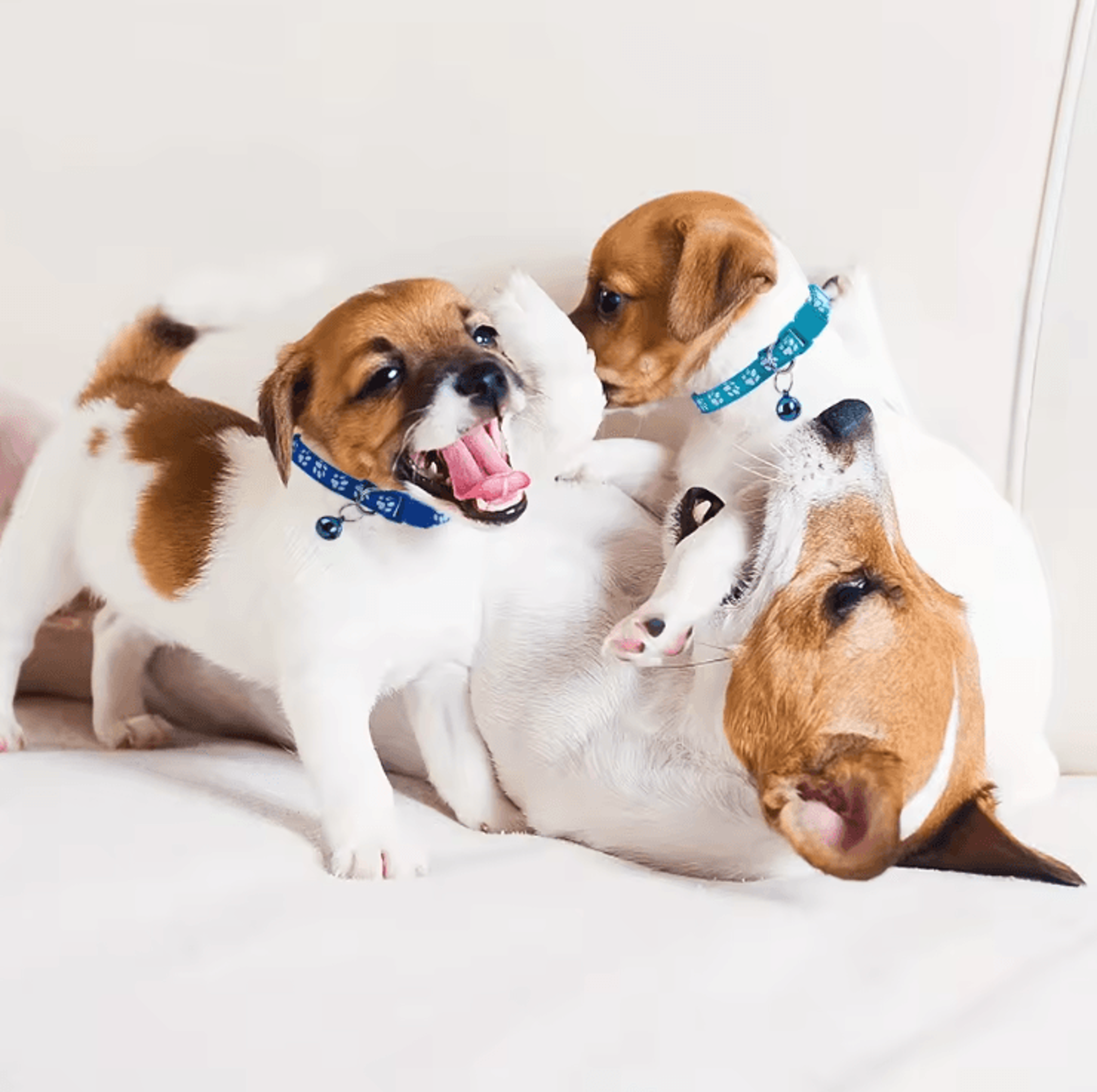 PawTag Soft Puppy ID Collar Set With Bells  12 Adjustable Whelping Collars 3