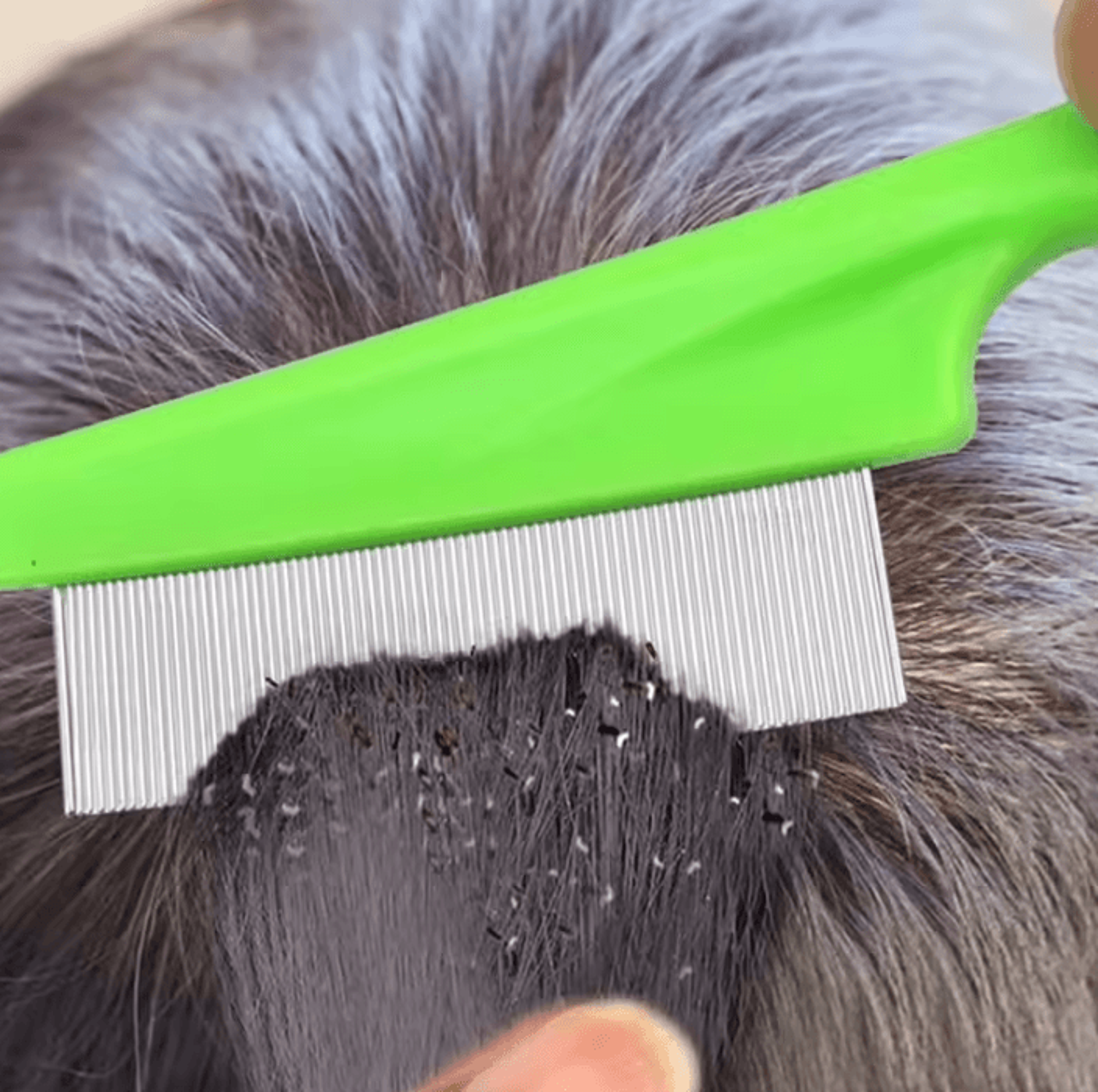 gentleguard fine-tooth flea & grooming comb for cats & small dogs
