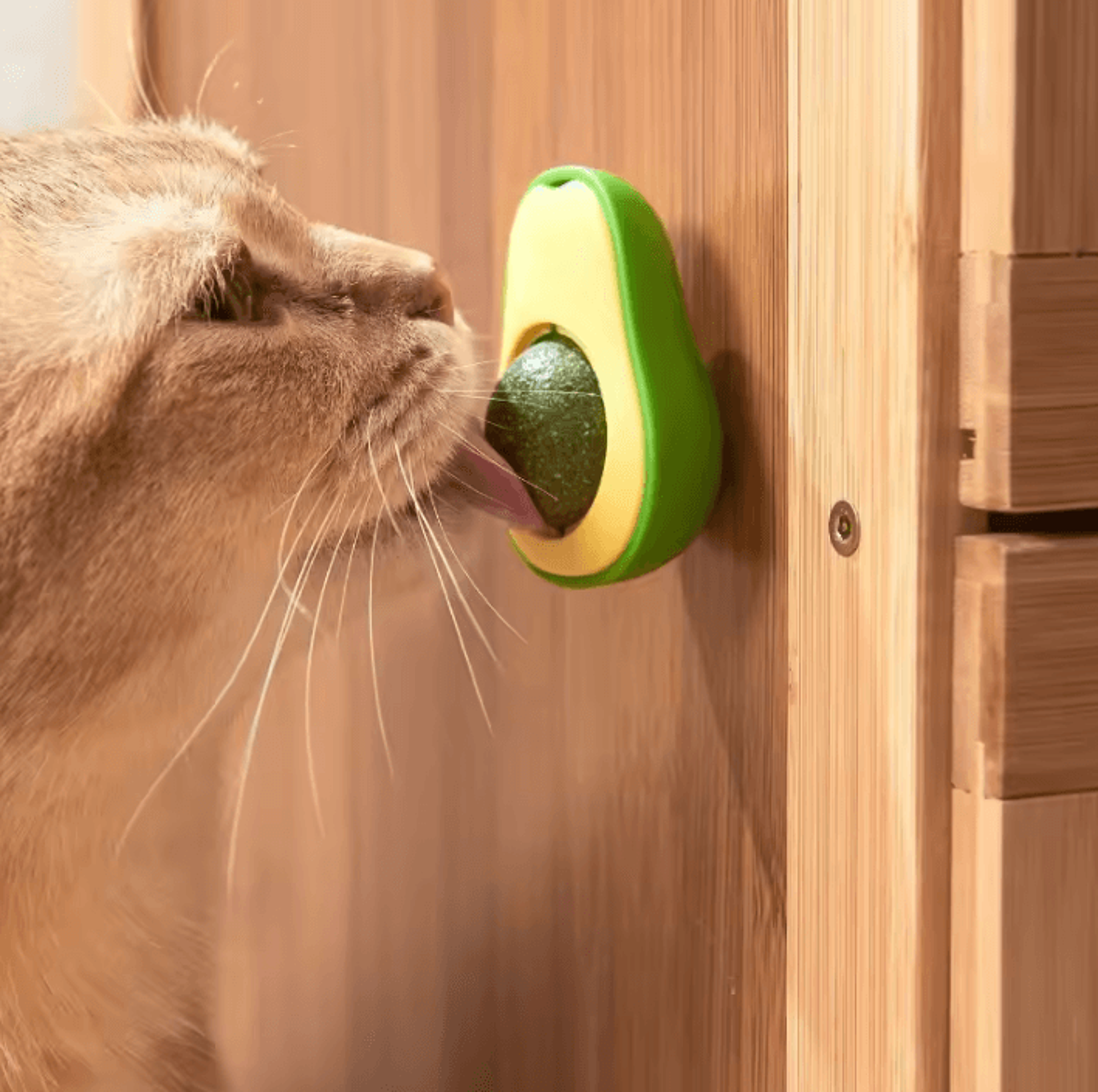 PurrFresh Natural Catnip Ball Toy  Cat Grass Treat 1