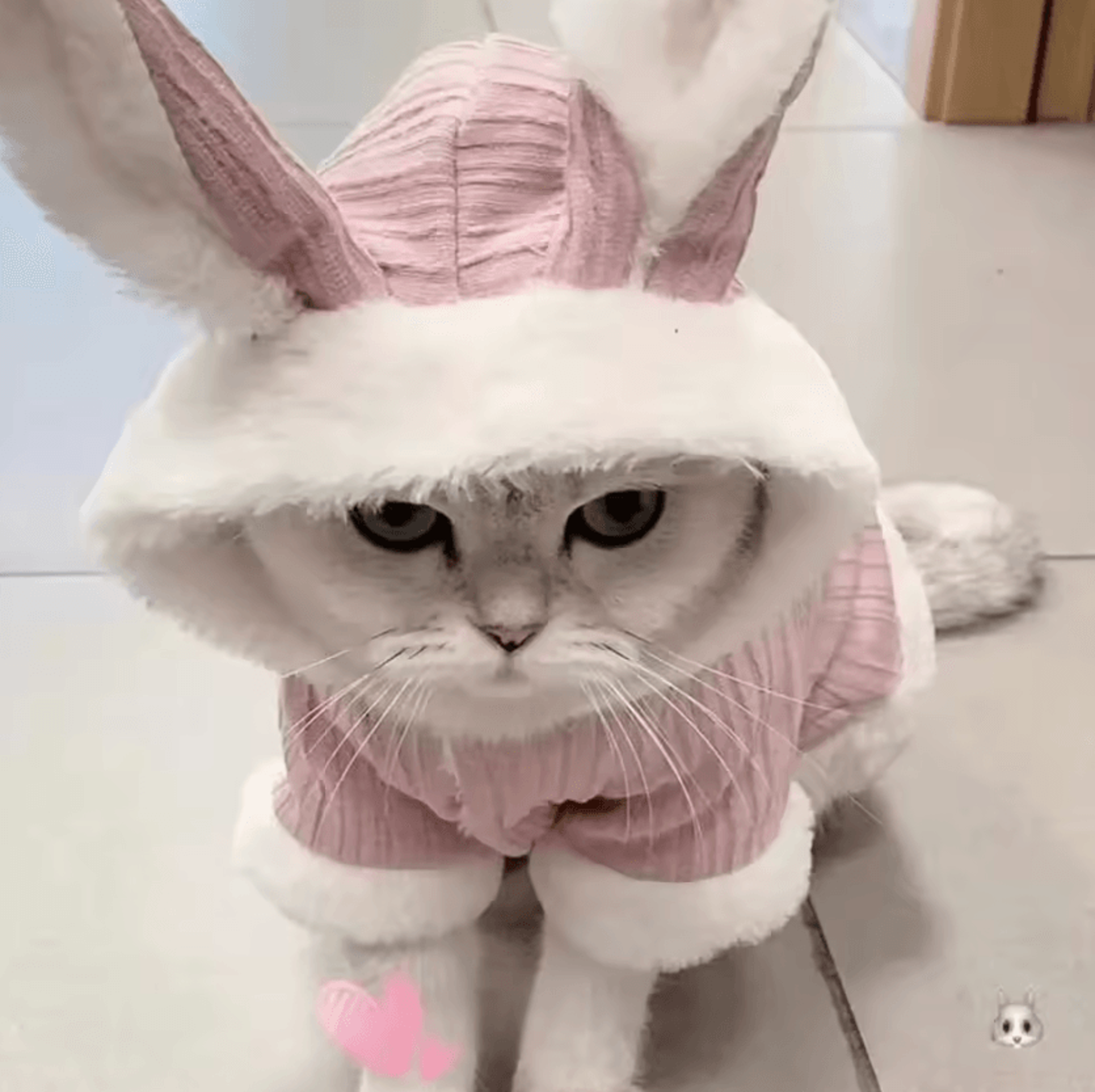 snugglepaws warm cat clothes for hairless cats & small dogs
