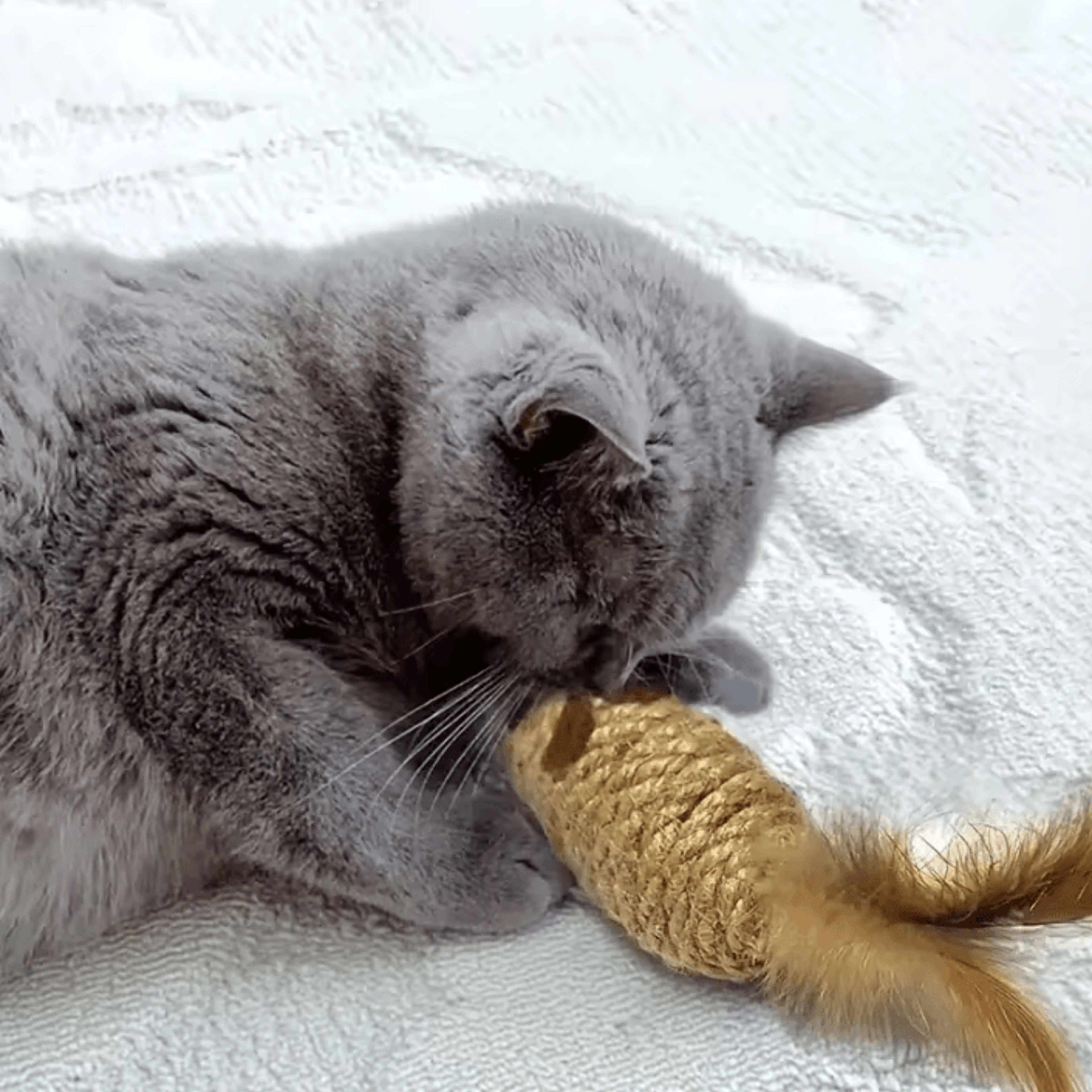 2Pack BiteResistant Mouse Cat Toys With Feather Tail For Interactive Play 4