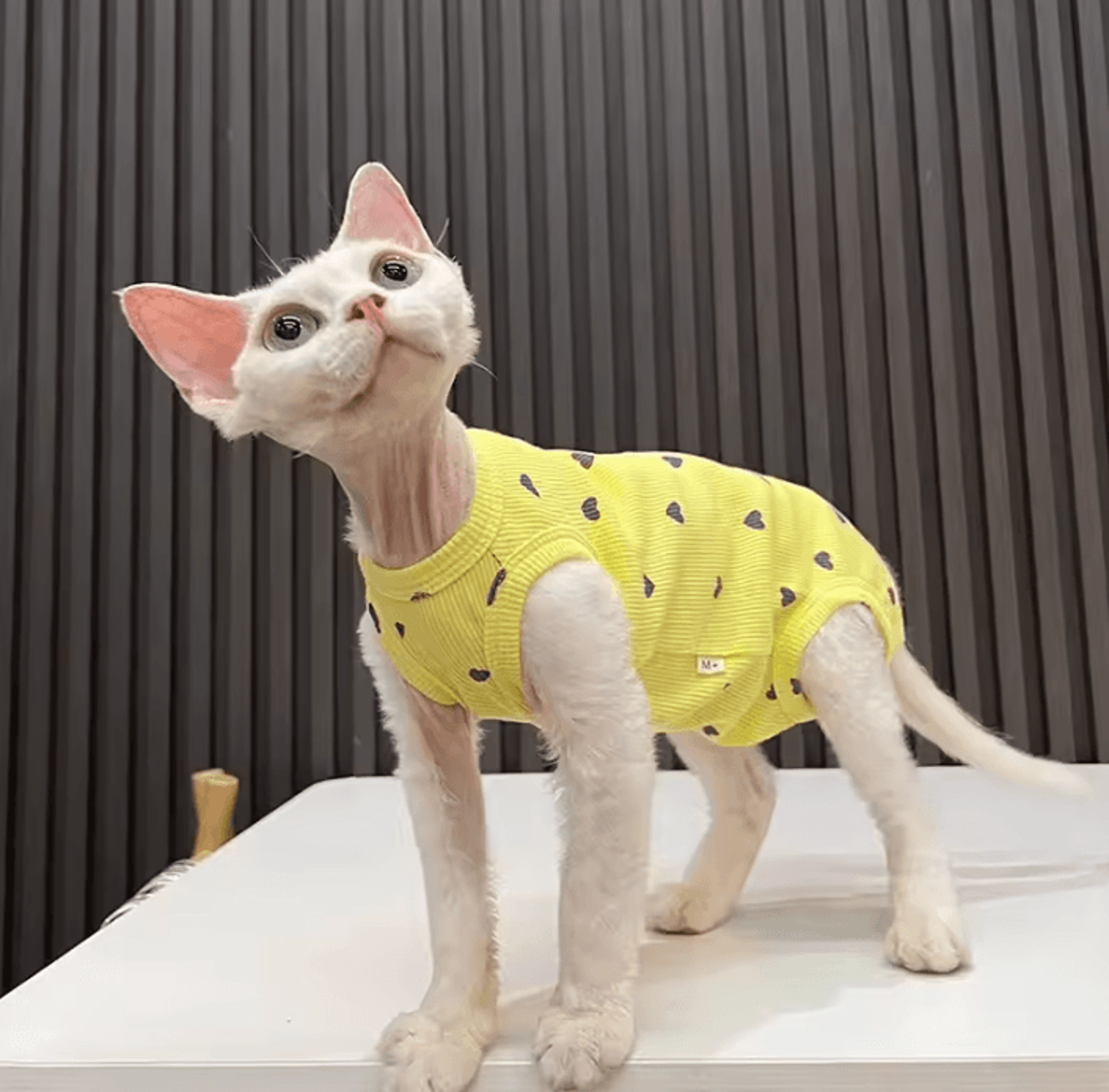 LoveCloud Lightweight Sphynx Cat Pajamas 4