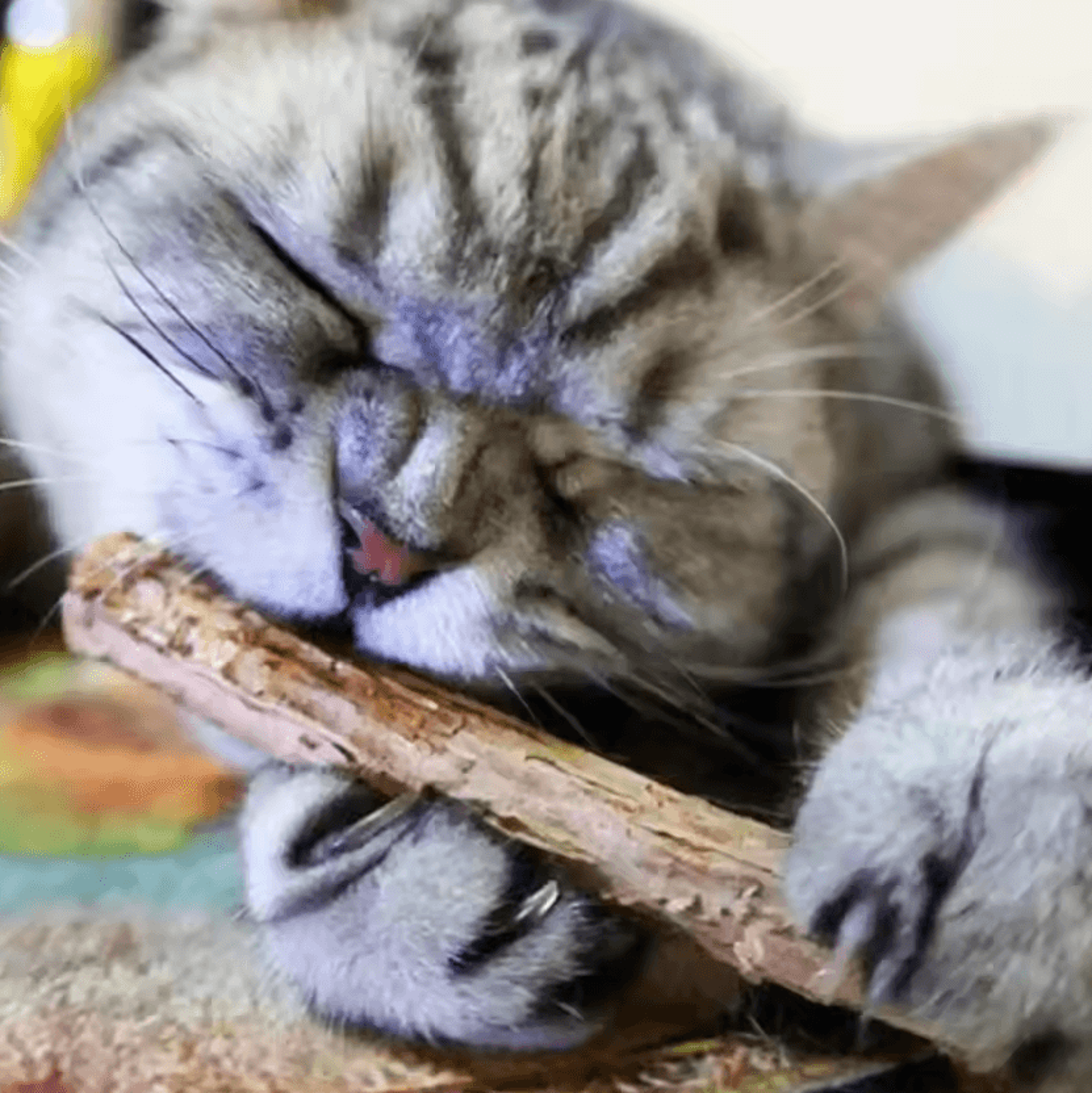 SilverMint Natural Matatabi  Silvervine Cat Chew Toy Sticks 2