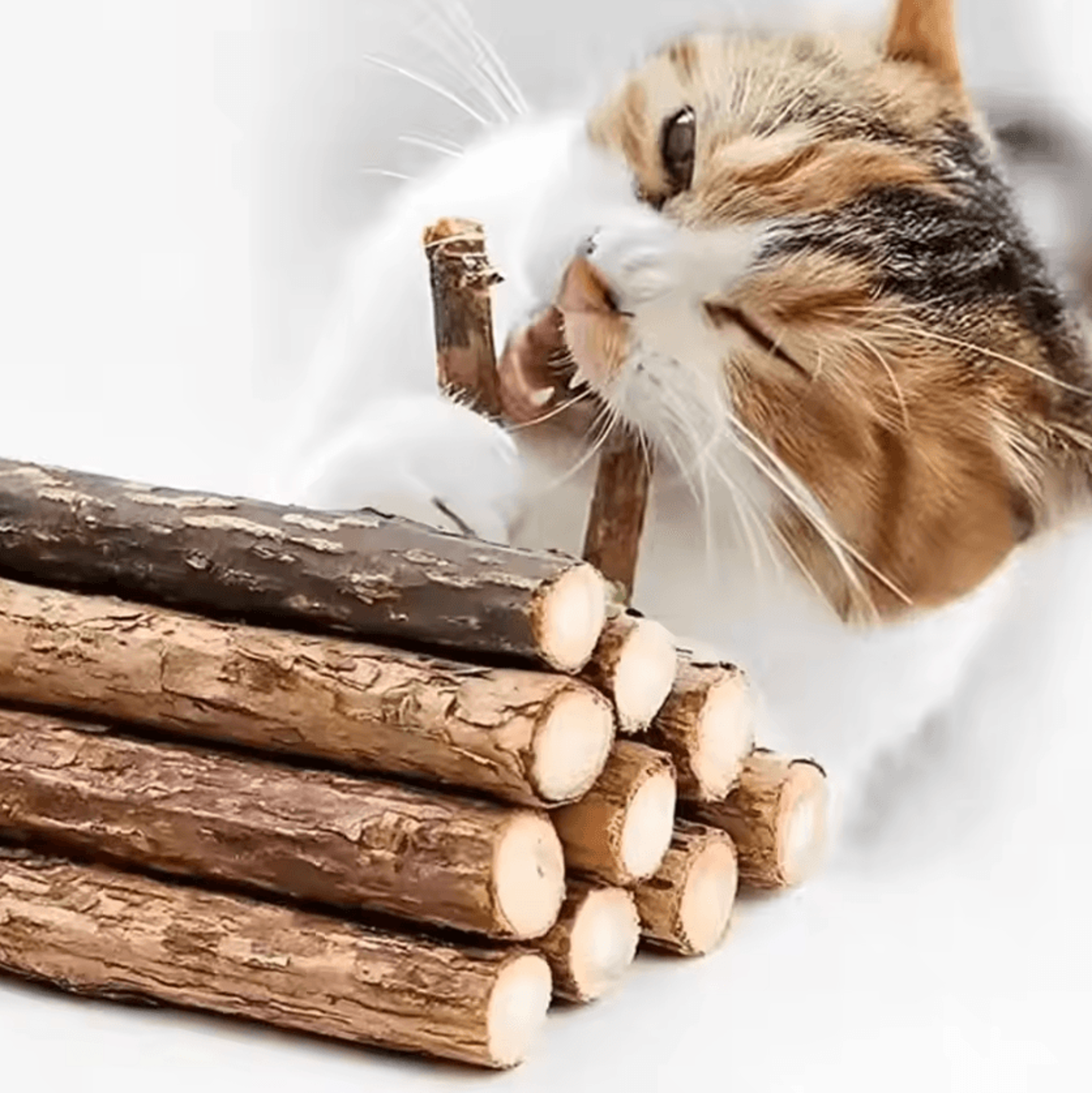 naturechew catnip & polygonum chew sticks for teeth cleaning & play