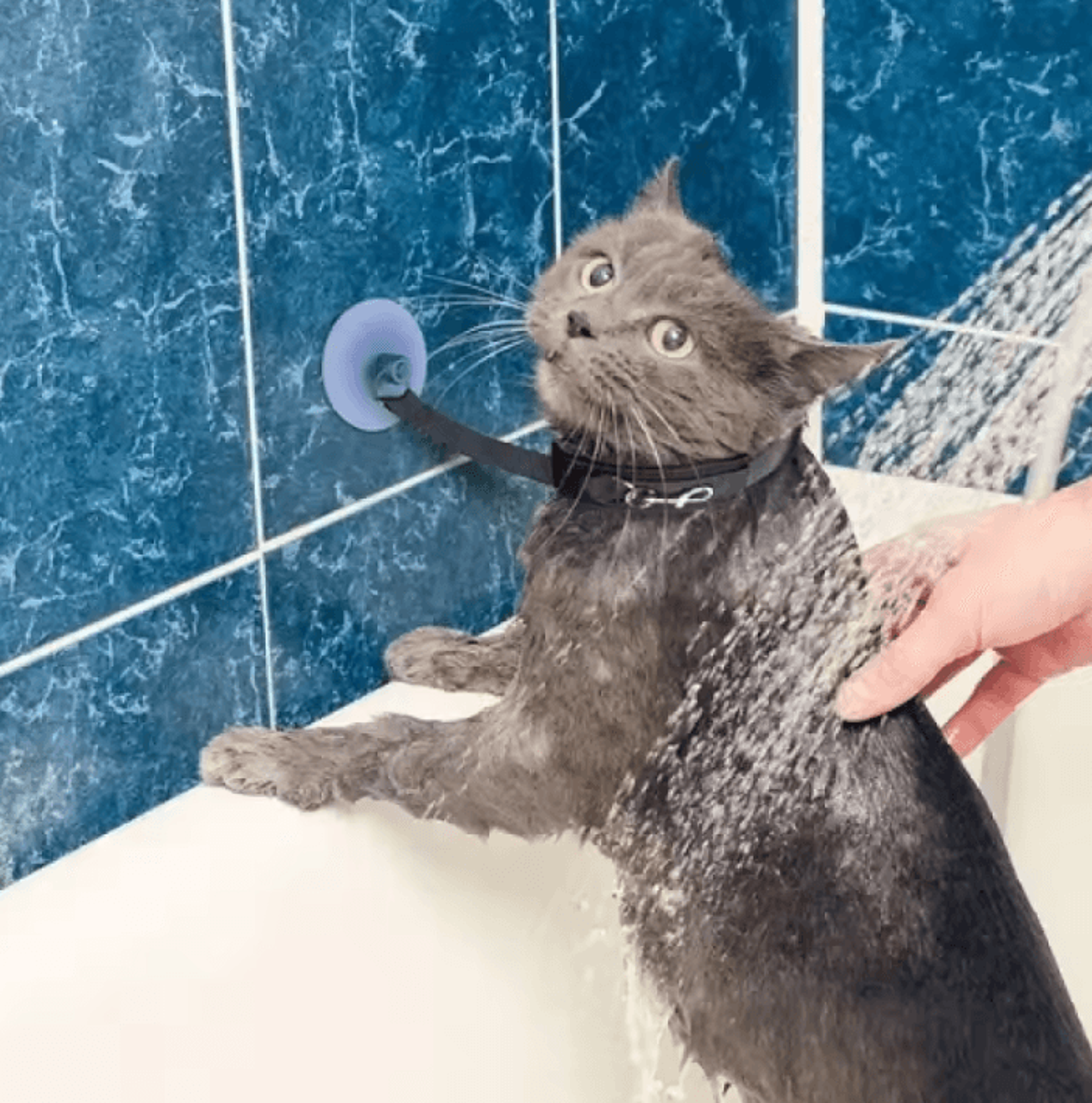 hands-free pet shower restraint collar for cats & small dogs