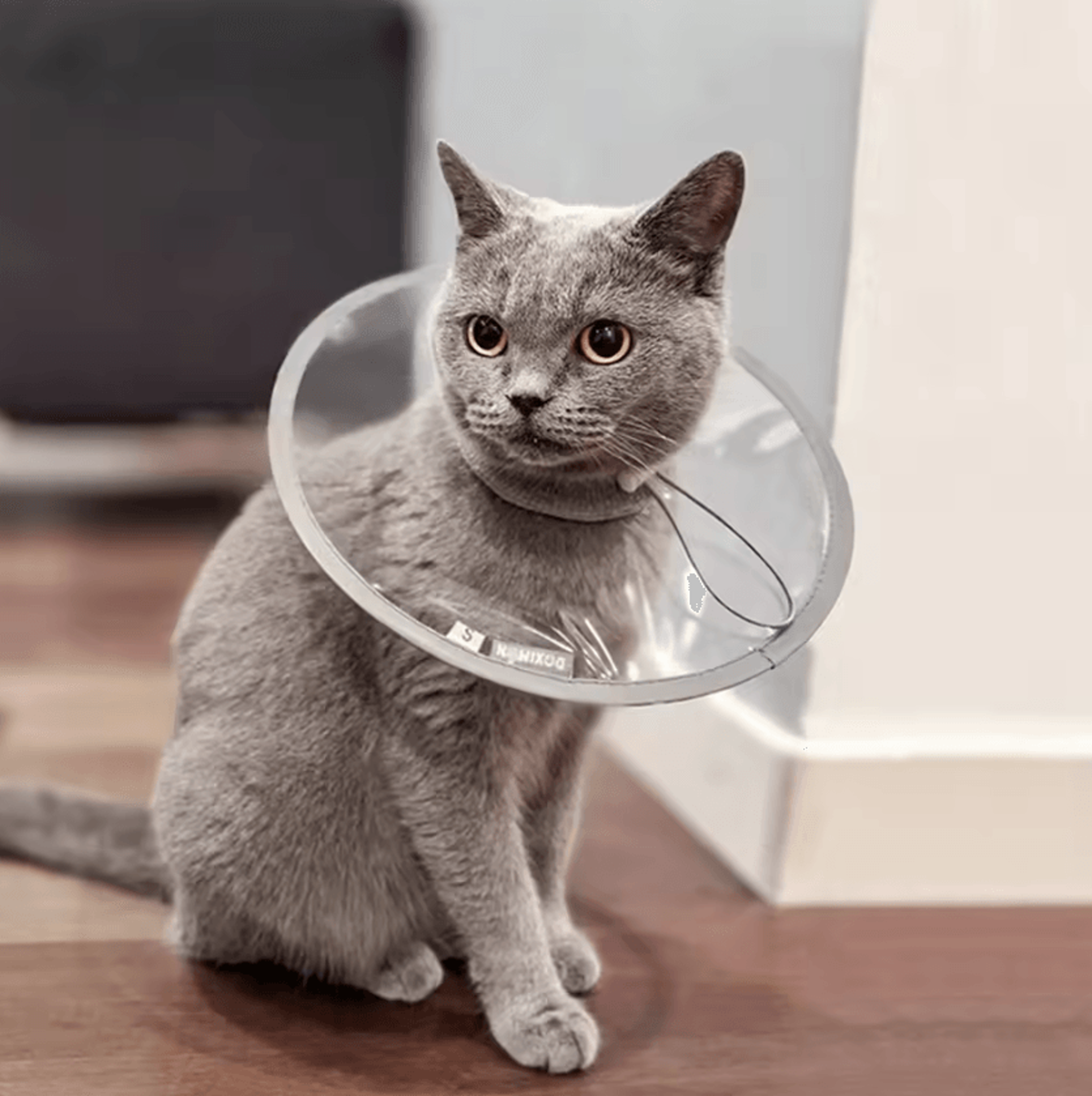 comfortguard lightweight recovery cone collar for cats & dogs