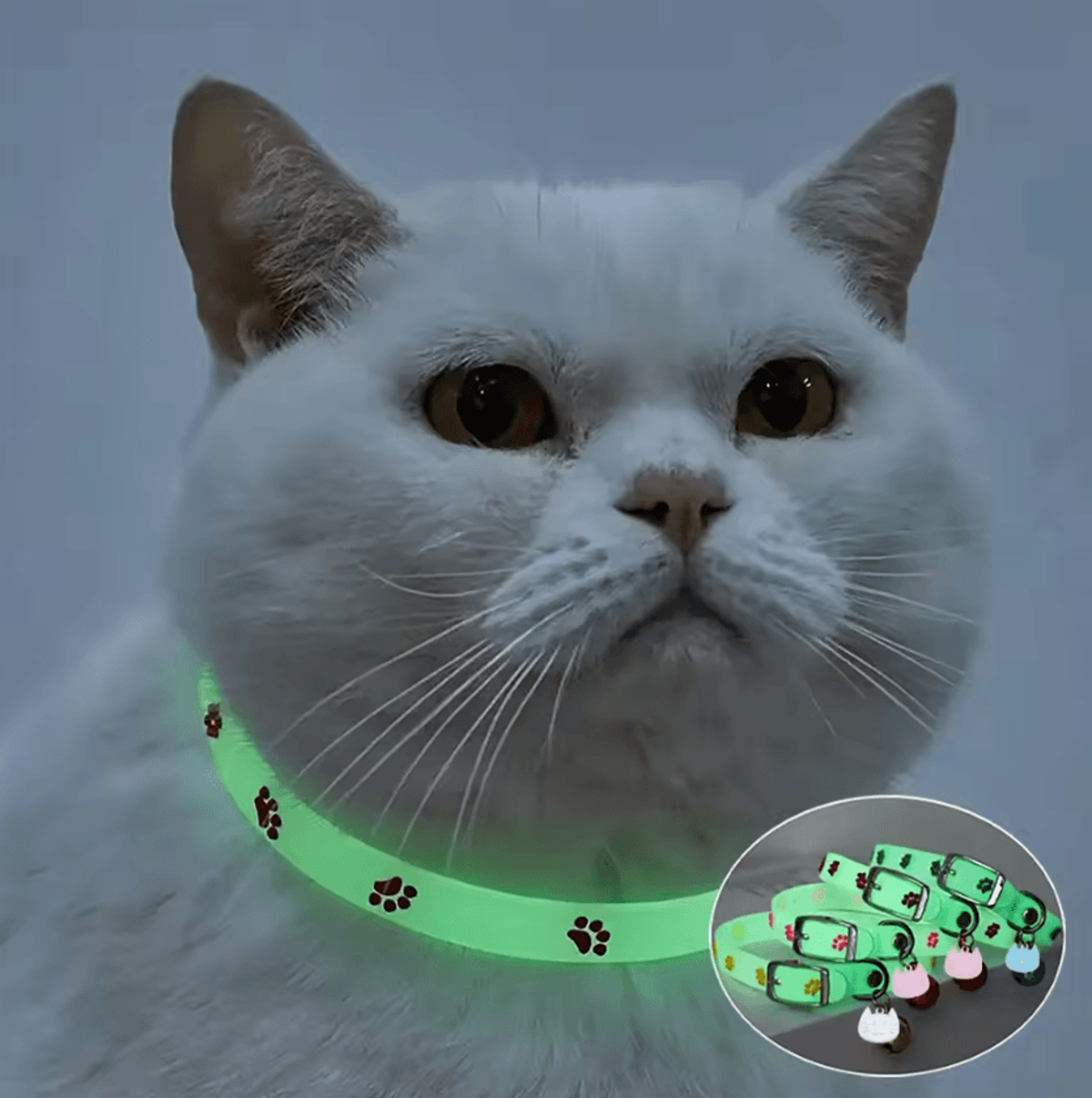 glow-in-the-dark paw print cat collar with bell & safety buckle