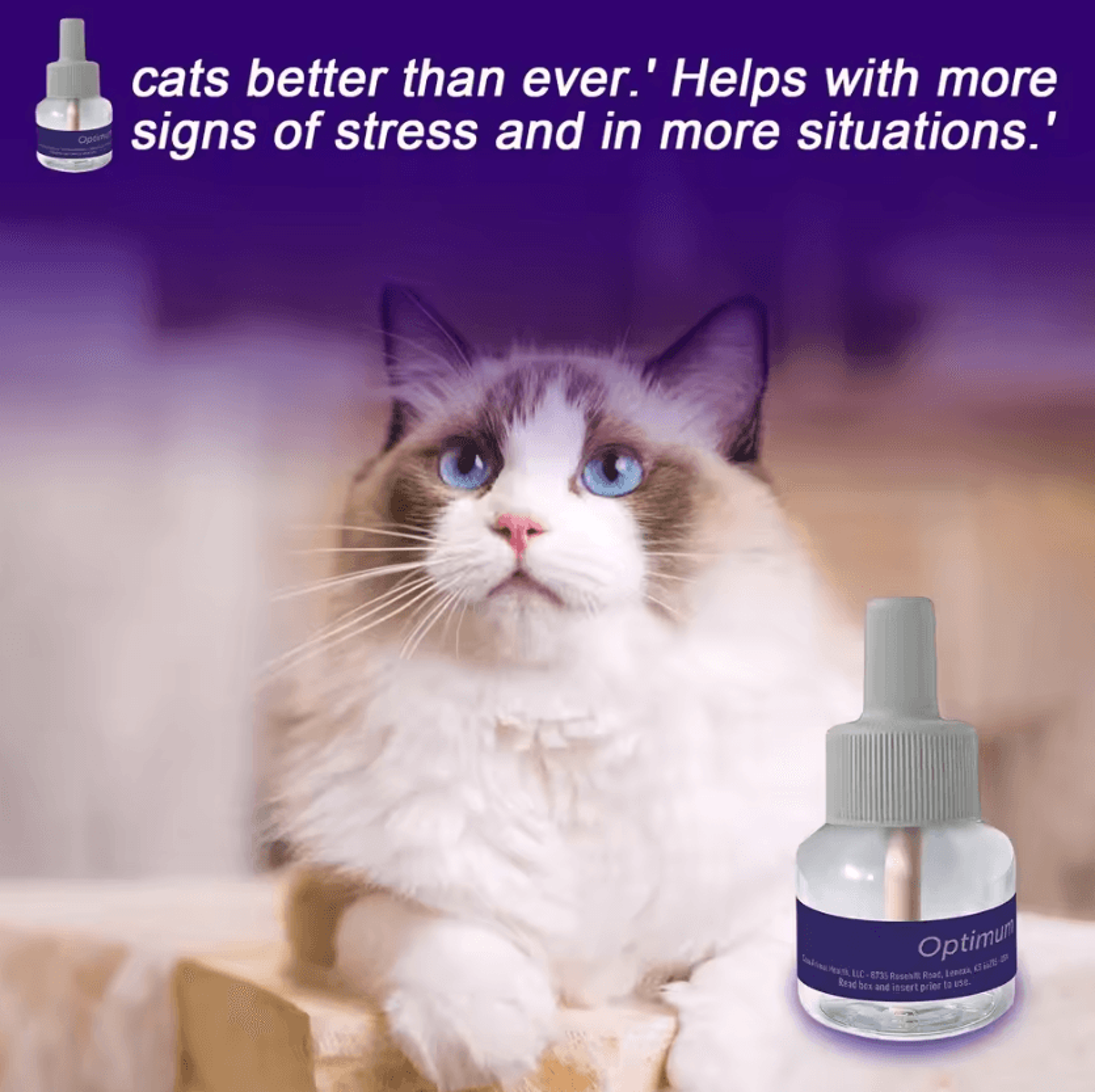 CalmComfort Cat Pheromone Diffuser Refill Pack  90Day Supply 1