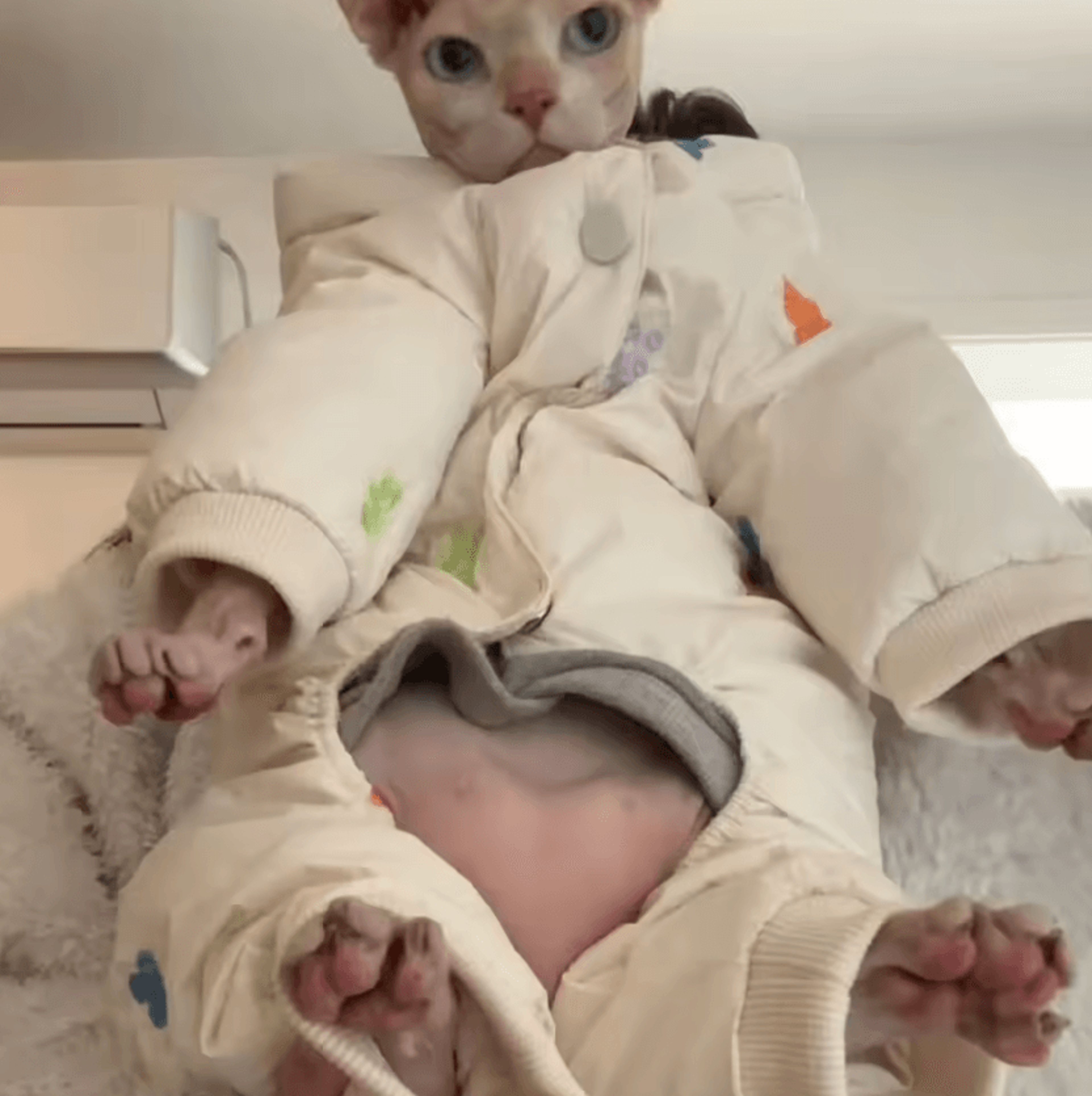 SnowPaw Winter Jacket For Sphynx  Devon Rex Cats 2