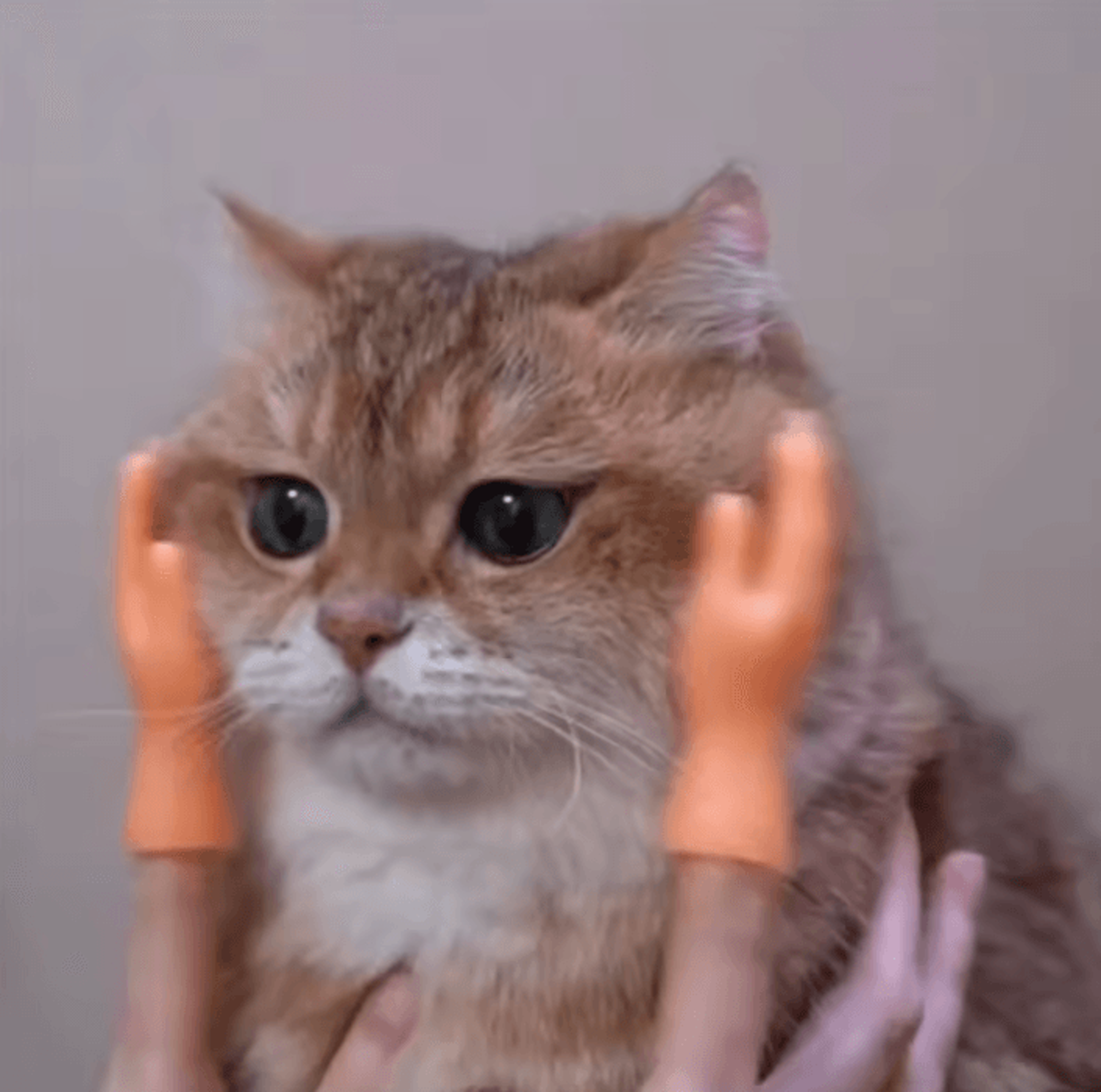 TinyPaws Funny Finger Massage Gloves 2