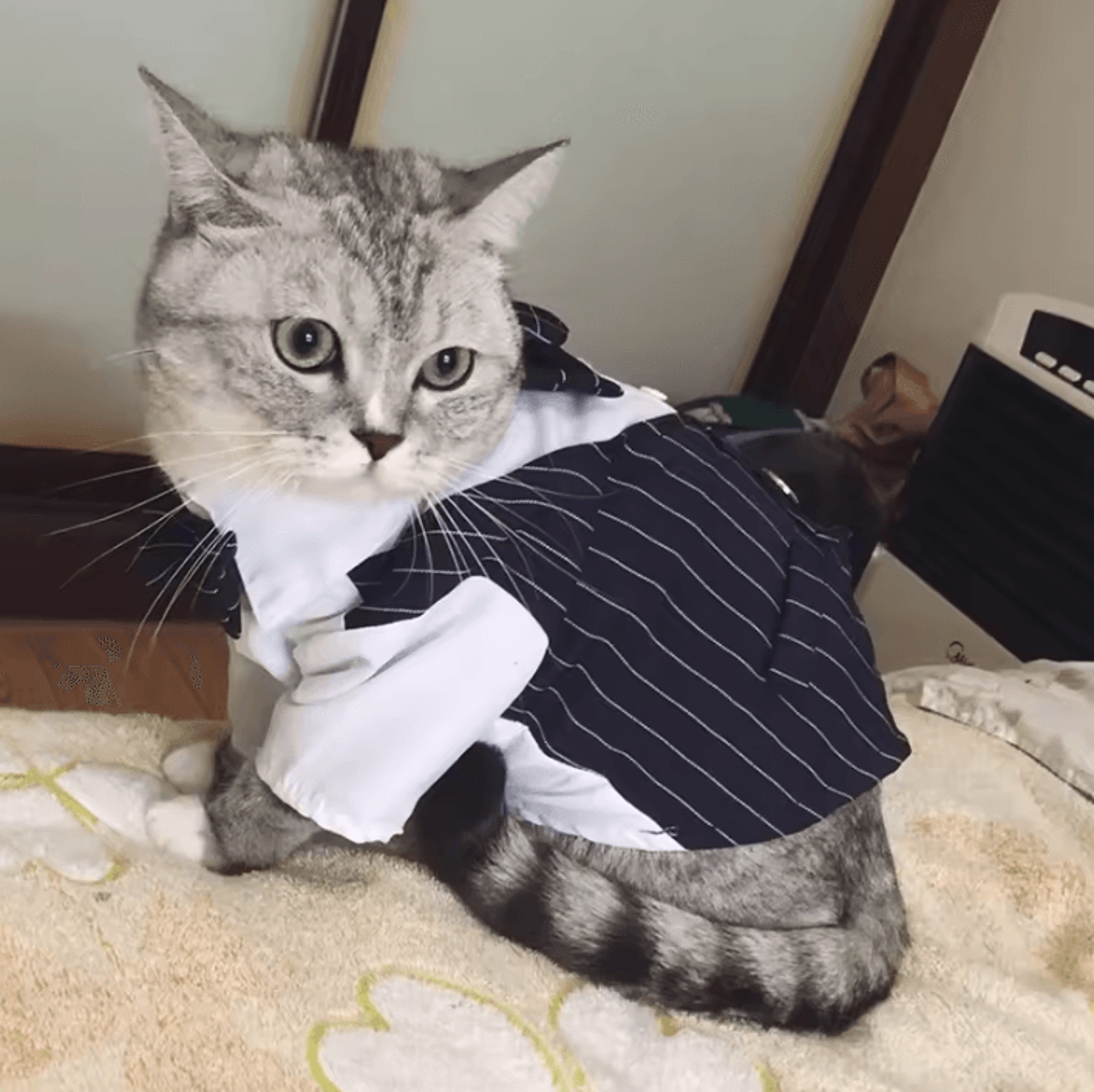 GentlePaw Formal Pet Suit Jacket 2
