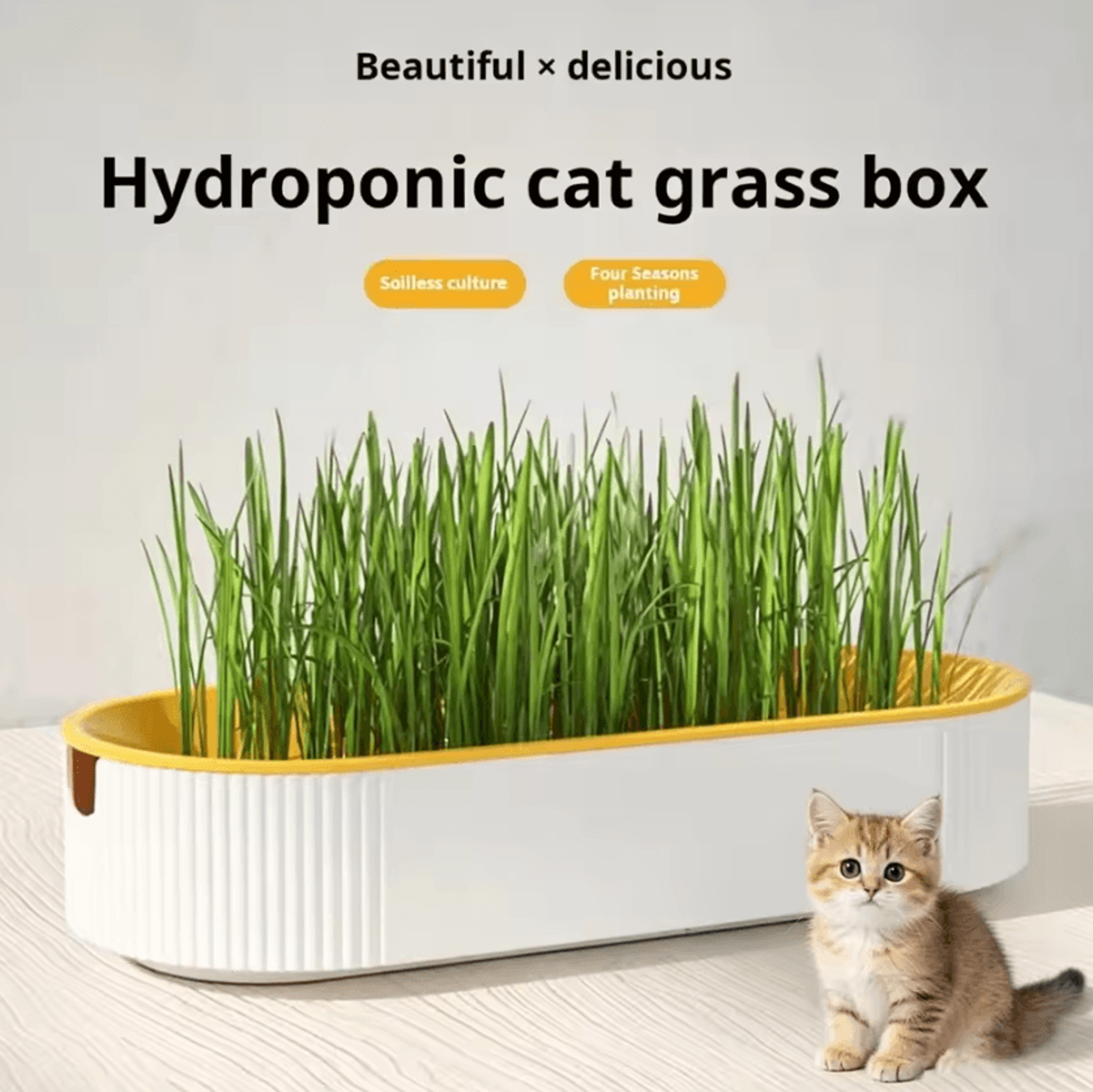 Hydroponic Cat Grass Growing Box 0