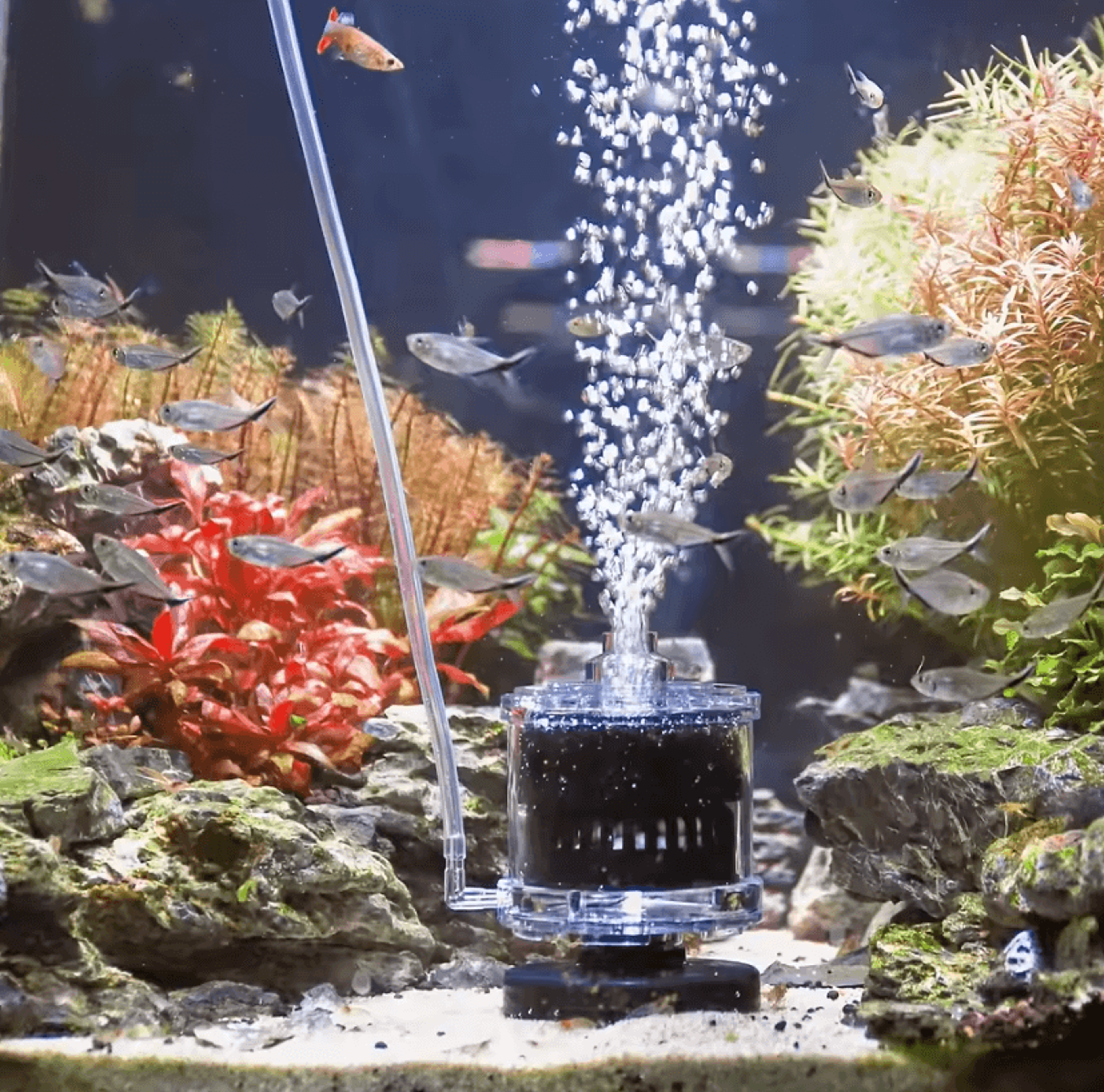 compact air-powered aquarium filter for nano fish tanks