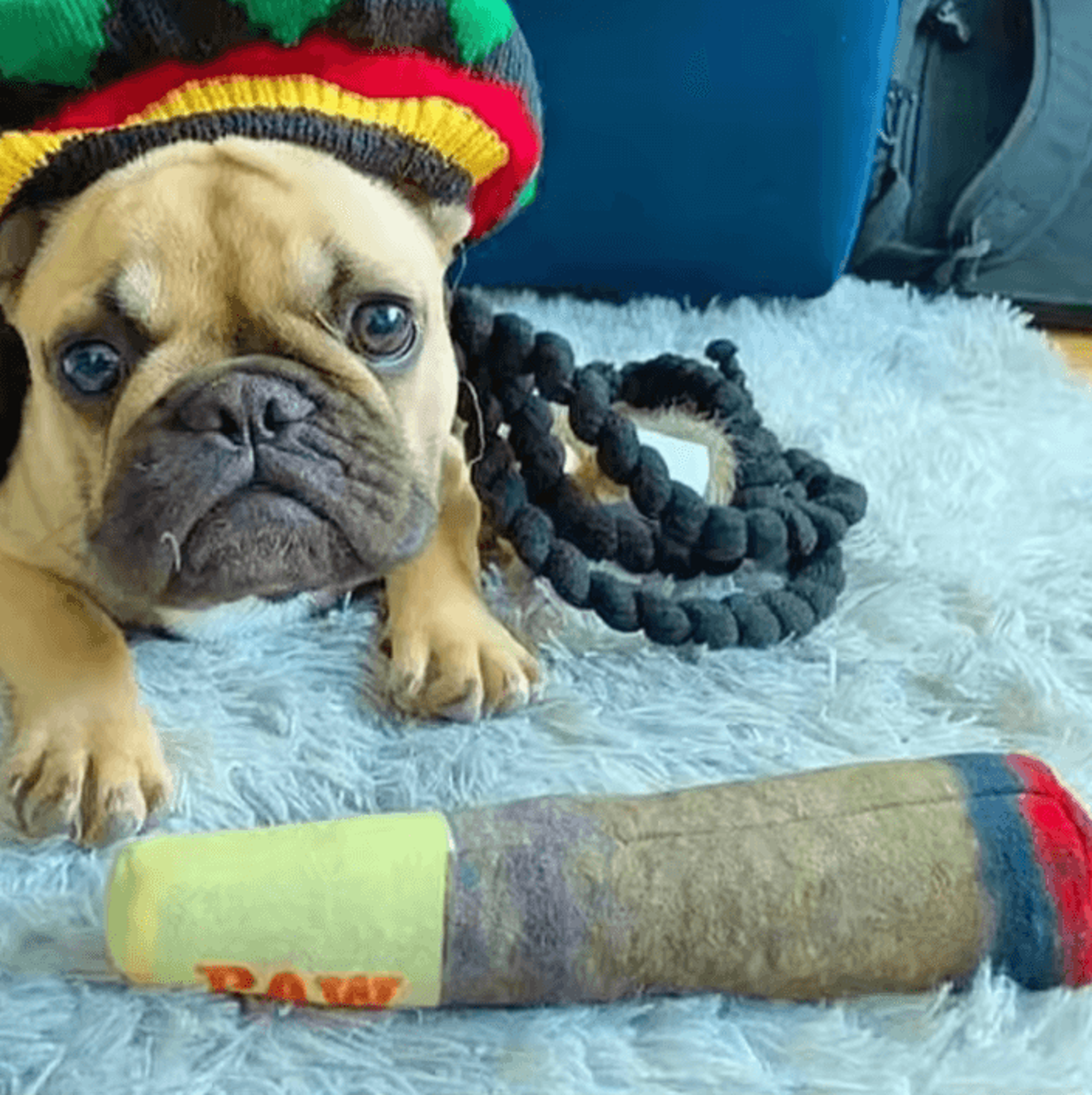 Funny Cigar Plush Squeaky Dog Toy For Interactive Play 3