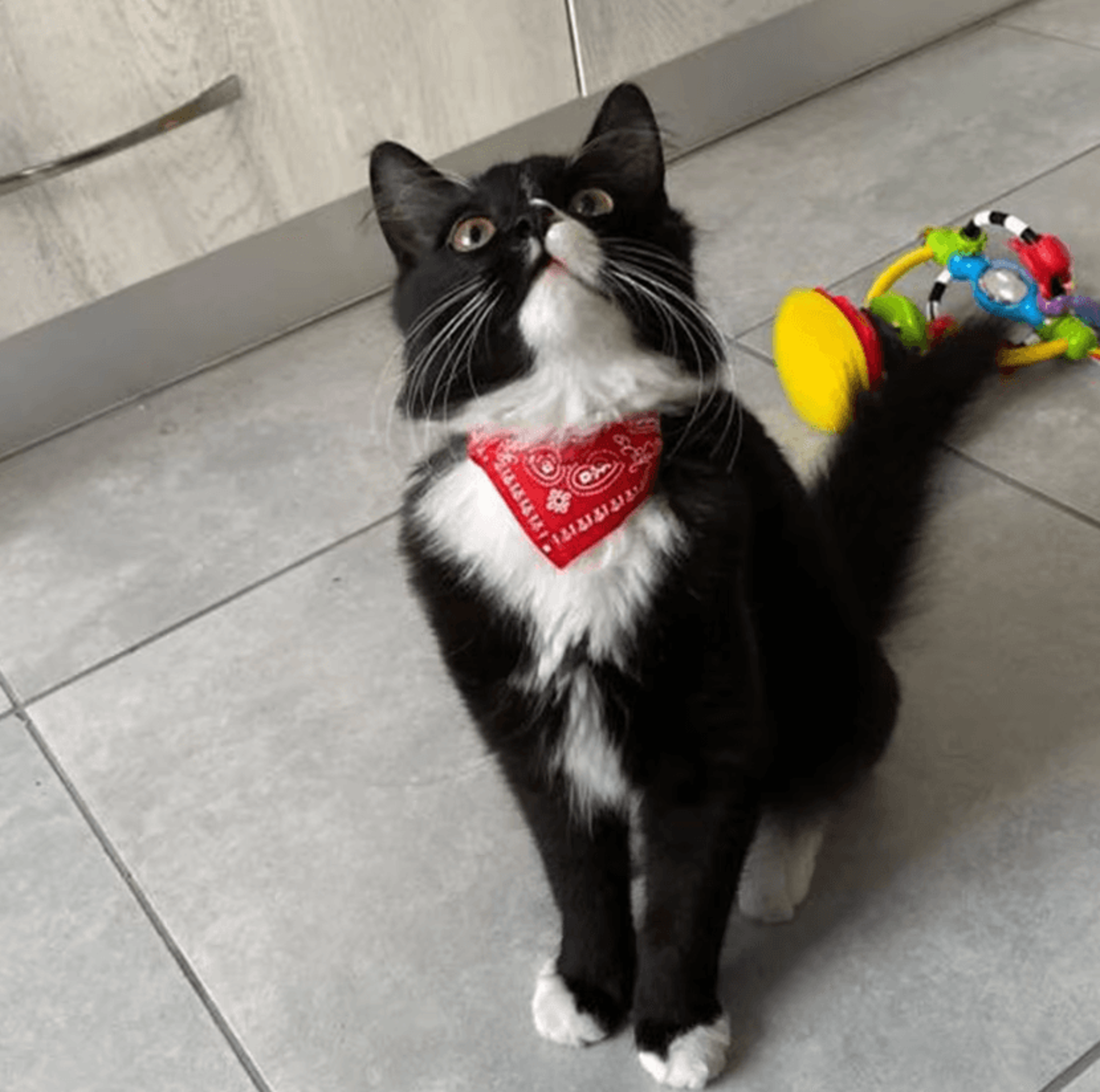 PawCharm Adjustable Printed Bandana Collar For Cats And Small Dogs 1