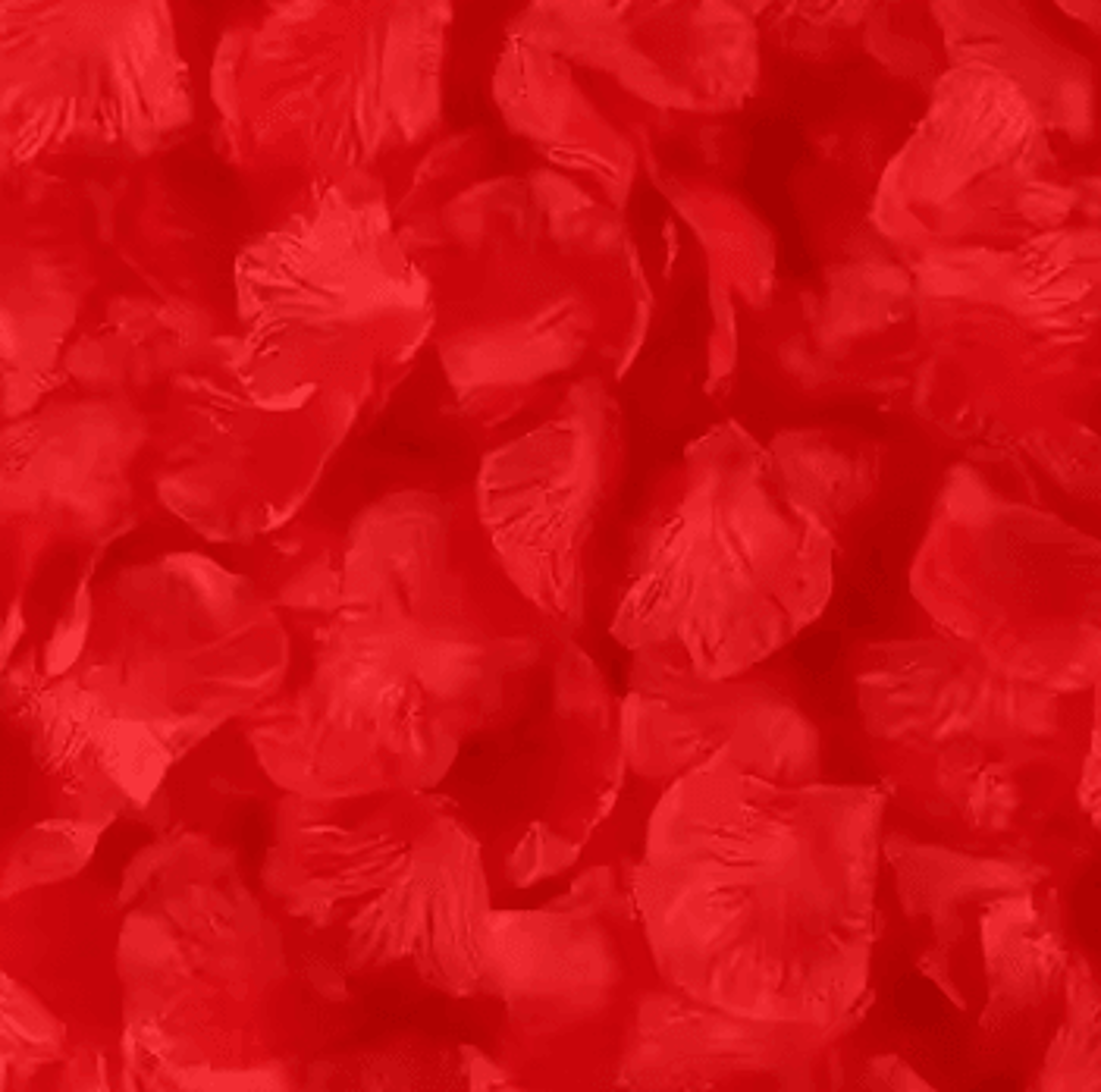 Artificial Rose Petals  Red Silk Petal Decor For Weddings Valentines Day And Parties 14