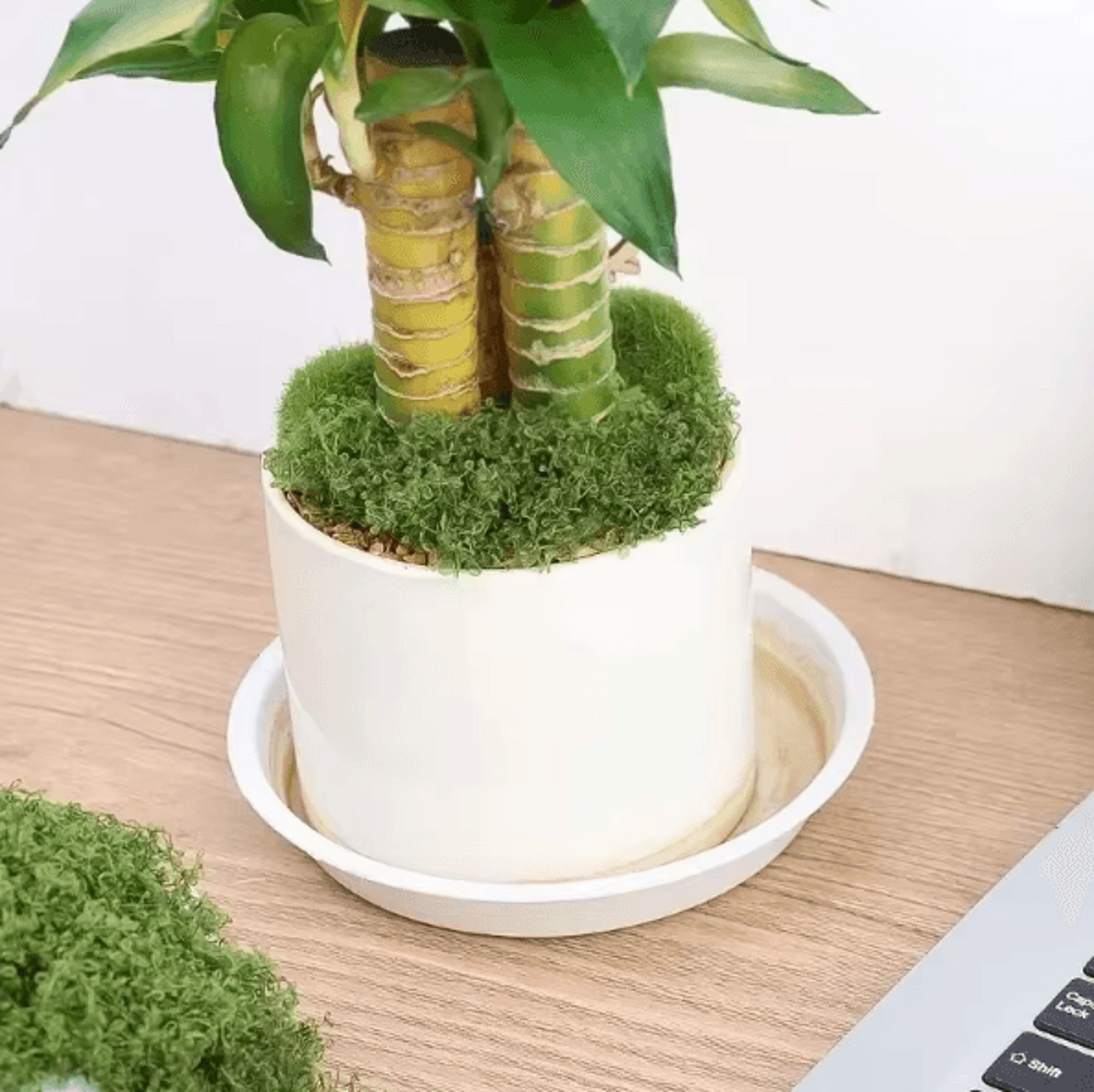 Eternal Life Artificial Moss Decor  Mini Landscape Fake Moss Grass For DIY Crafts  Home Decoration 1