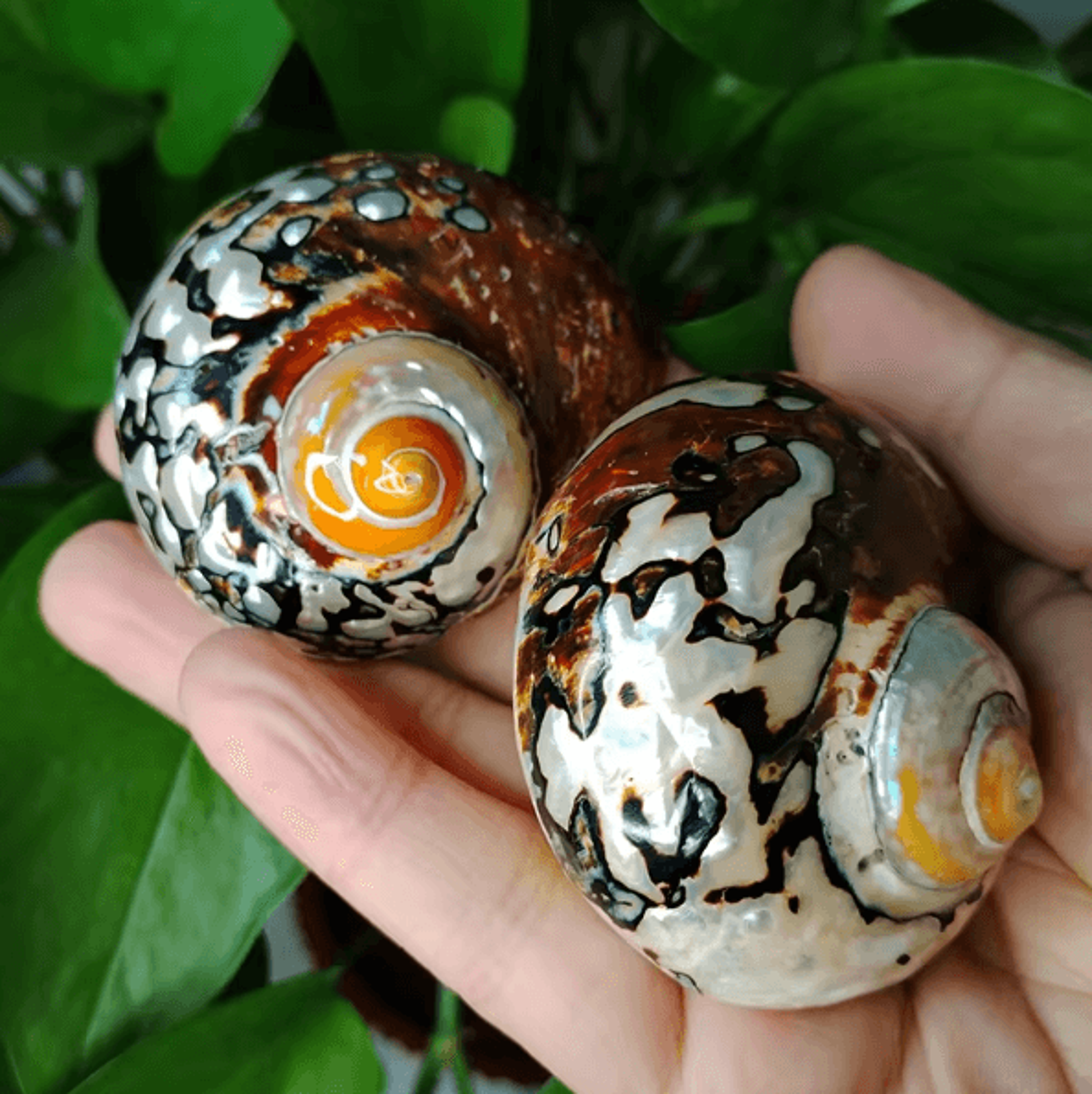 Natural Turban Seashell Decor  Large Turbo Snail Shell Ornament 2