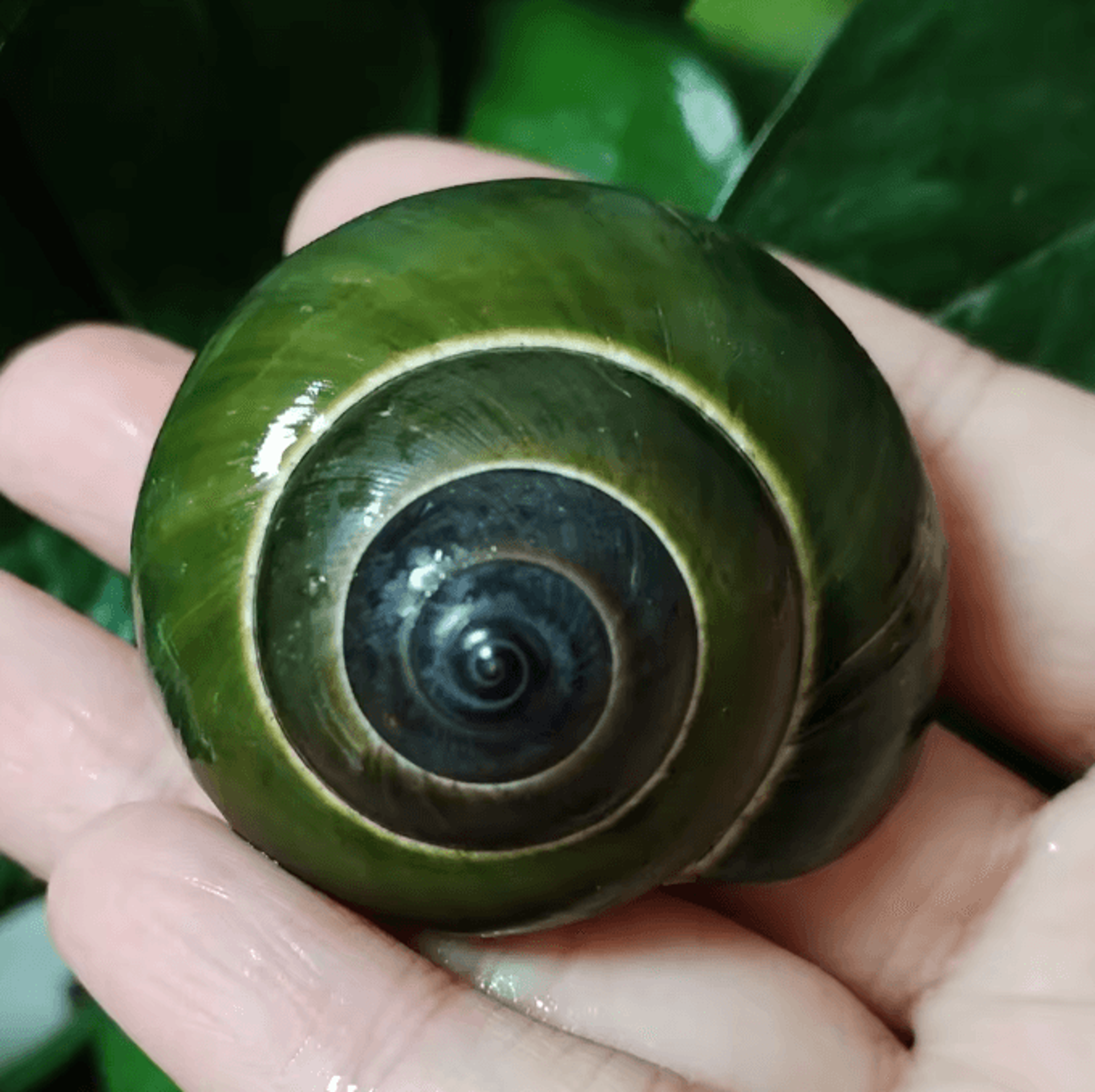 natural green jade snail shell – dyakiidae aquarium & decorative specimen