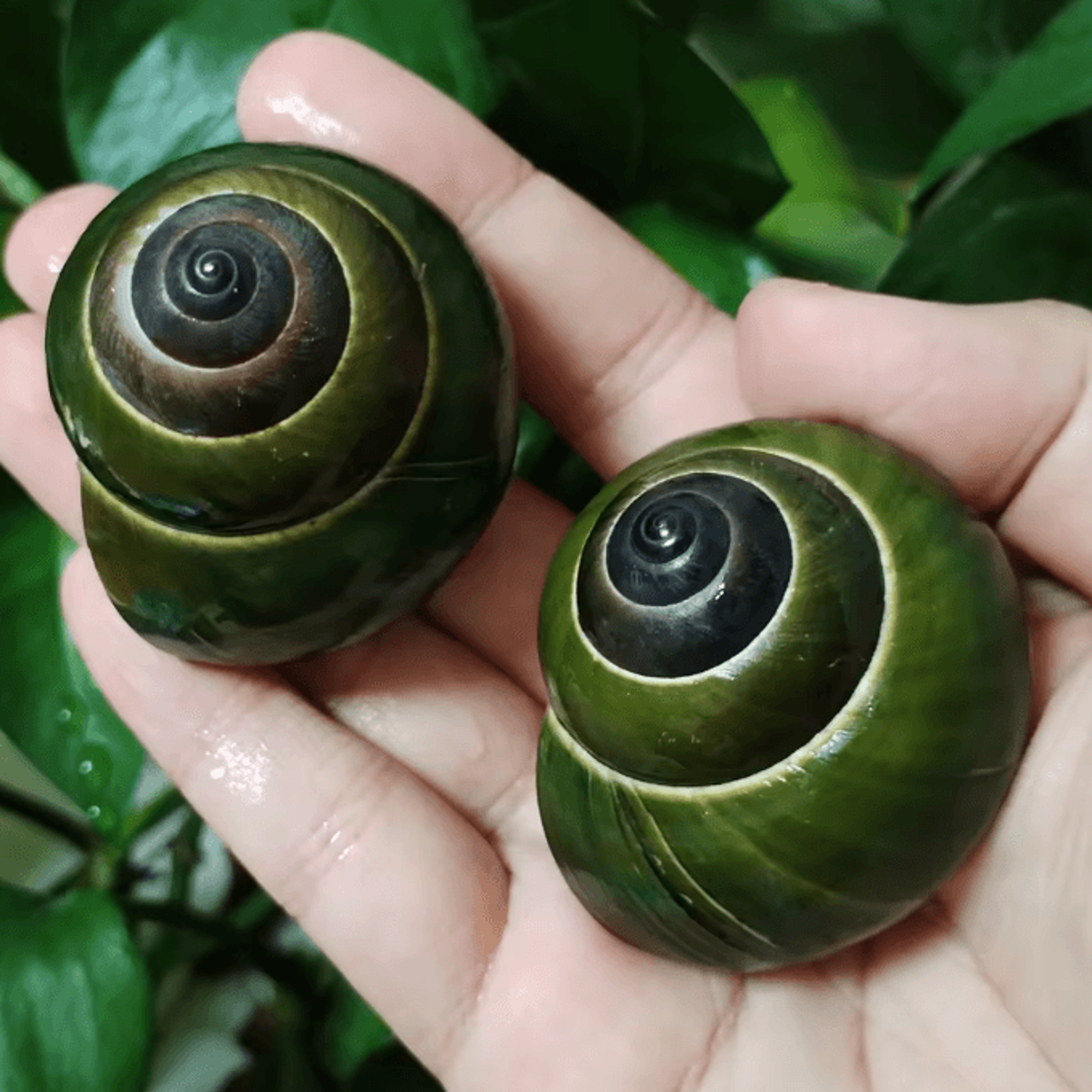 Natural Green Jade Snail Shell  Dyakiidae Aquarium  Decorative Specimen 1