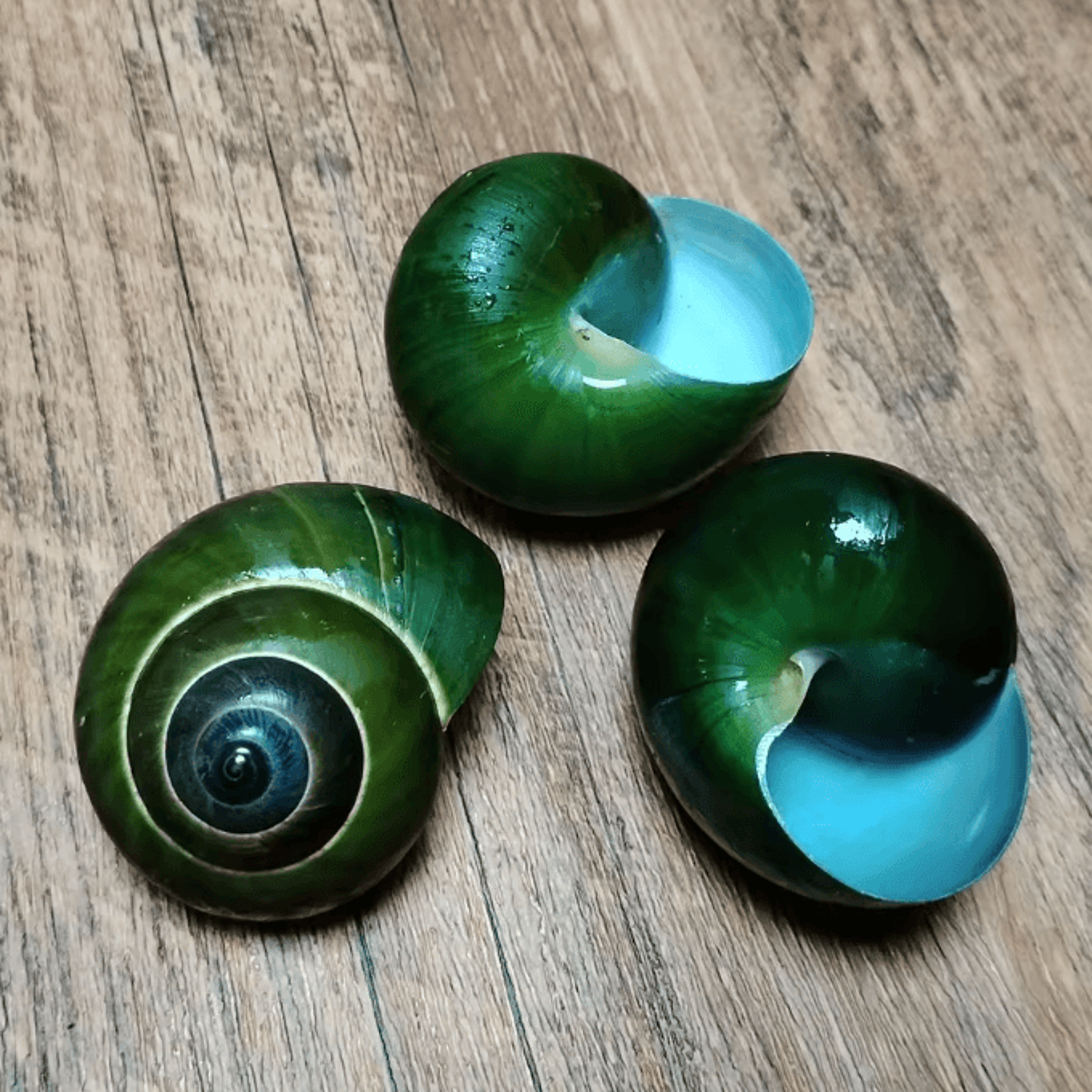 Natural Green Jade Snail Shell  Dyakiidae Aquarium  Decorative Specimen 4