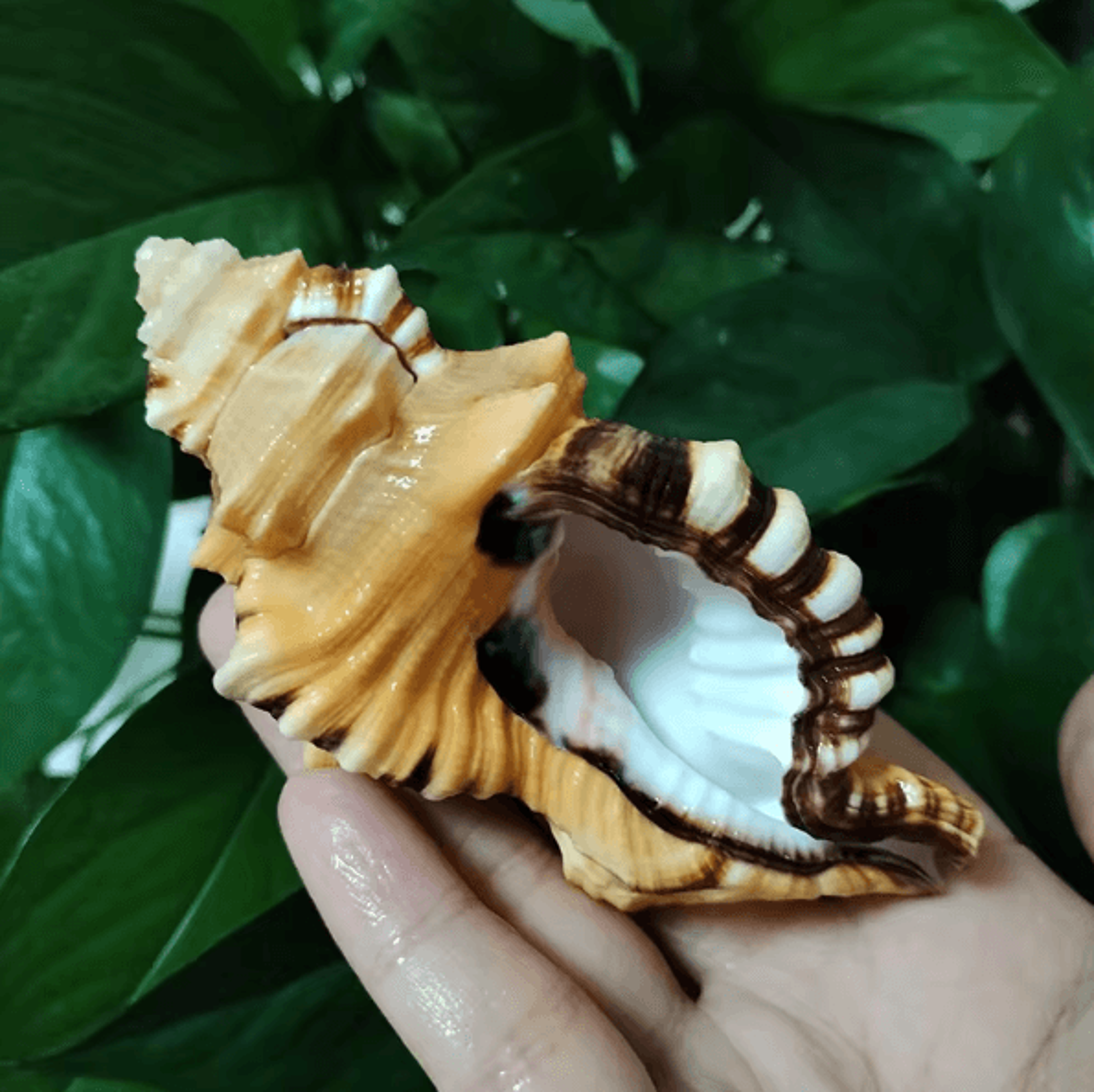 Natural Triton Sea Shell  Cymatium Lotorium Conch Decor  Aquarium Ornament 4