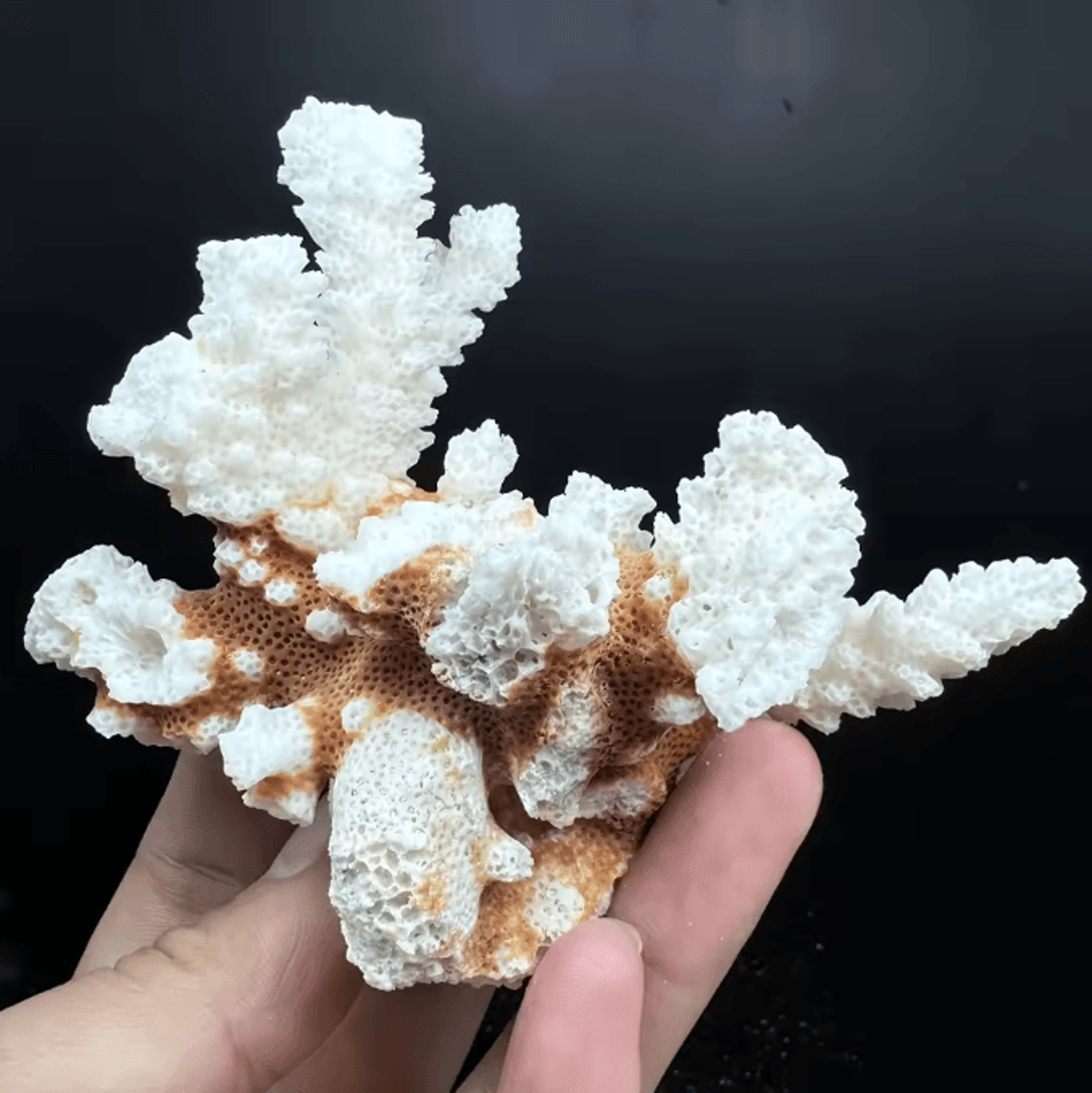 natural coral cluster fragments – irregular stone decor for aquarium & coastal styling