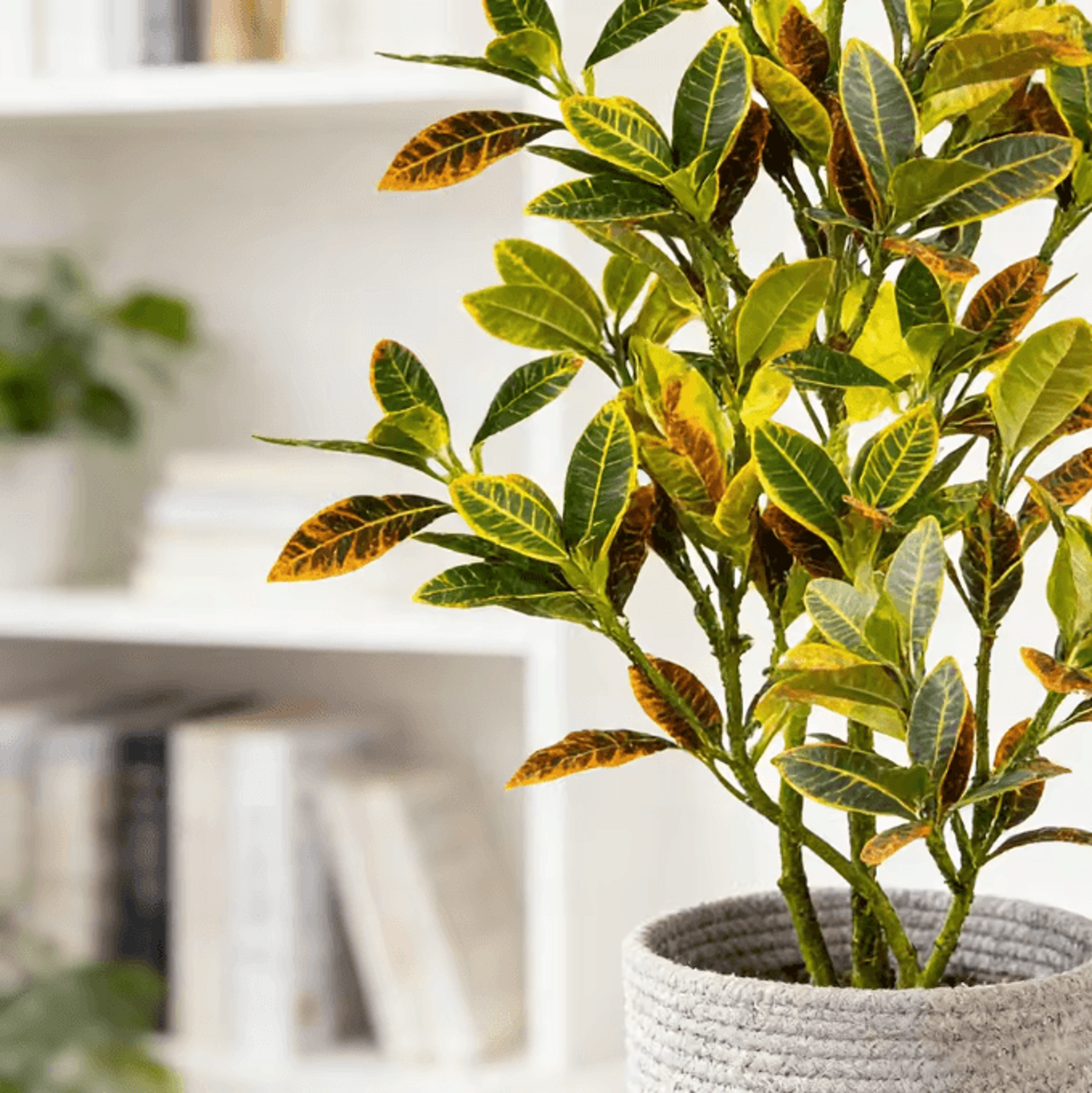 Large Artificial Banyan Tree Ficus Plant  Realistic Tropical Indoor Decor 4