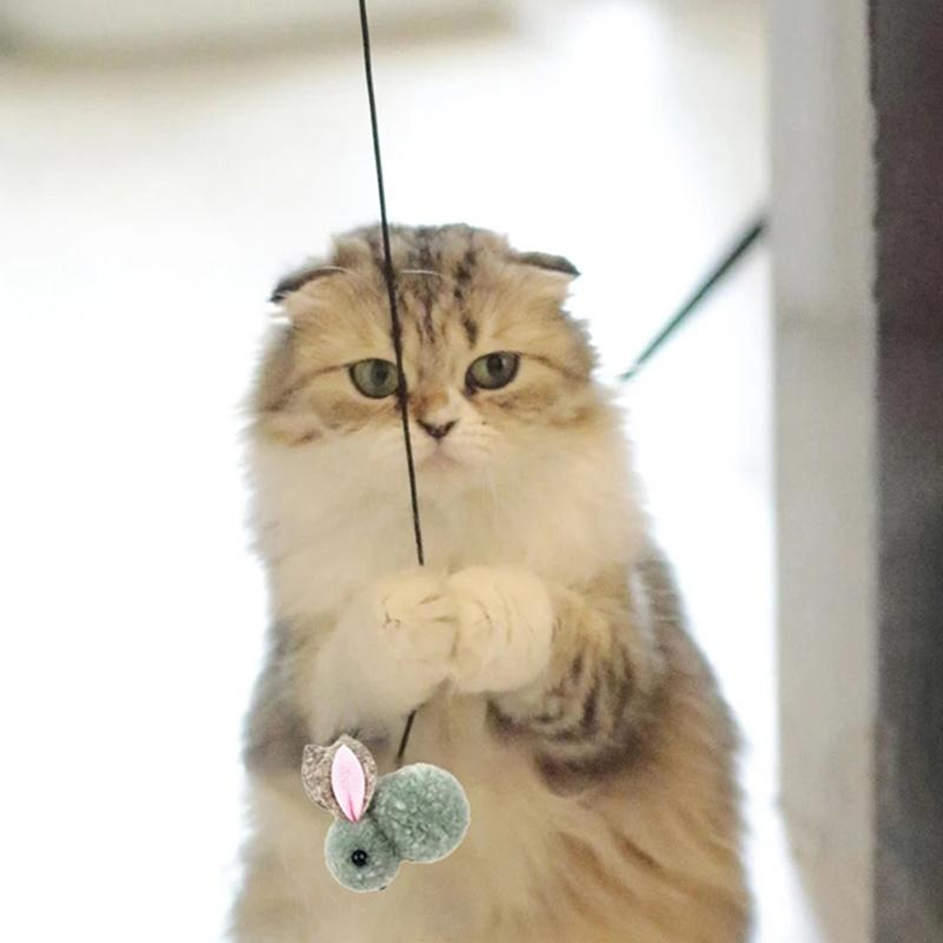 Interactive Hanging Cat Toy With Suction Cup And Adjustable Elastic Teaser Wand 9
