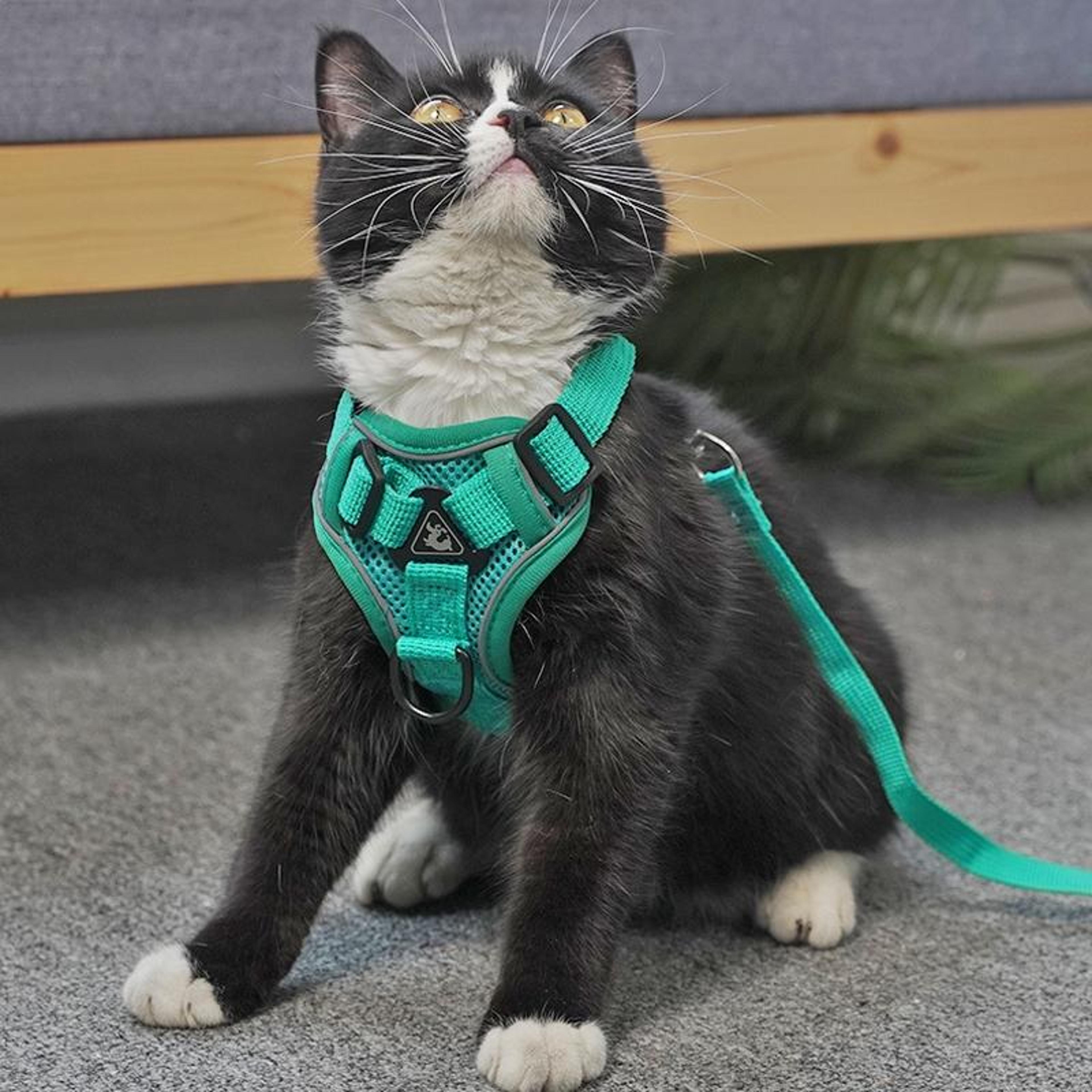 Reflective Breathable Dog Cat Harness Set With Leash Adjustable NoPull Pet Vest 0