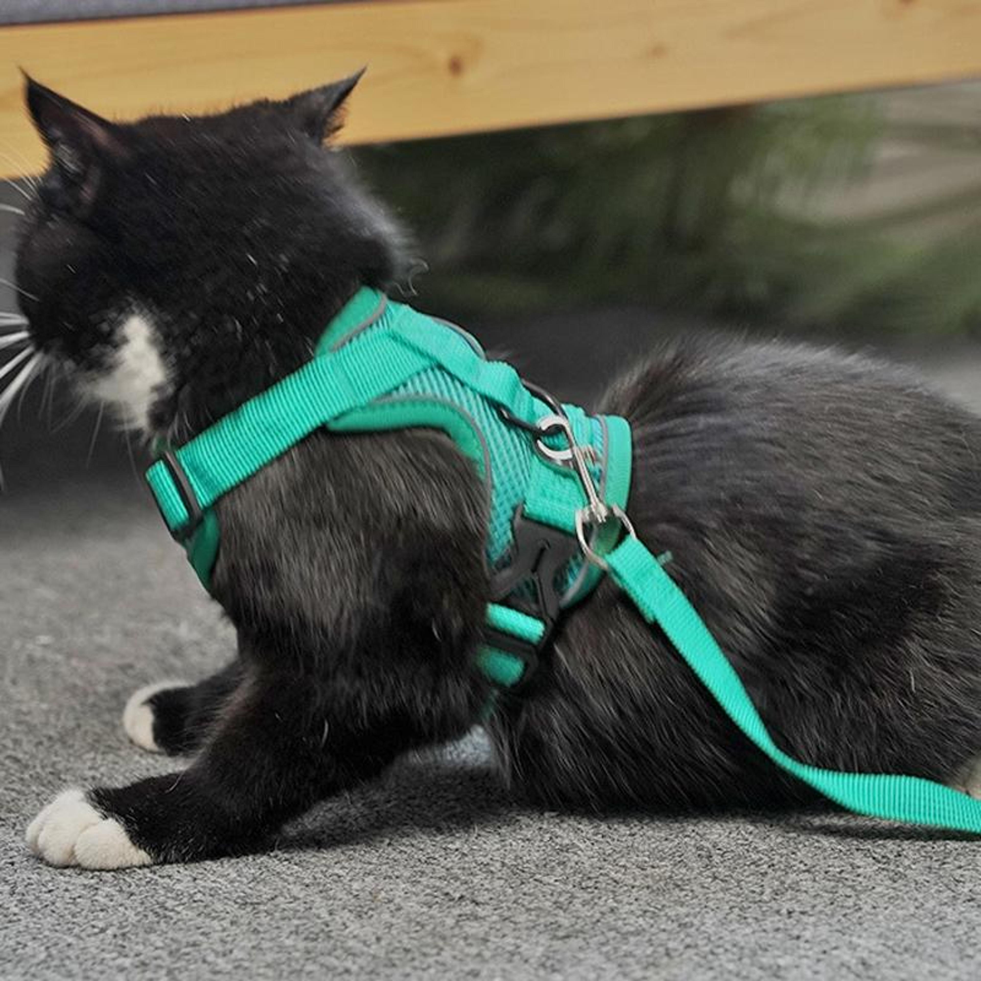Reflective Breathable Dog Cat Harness Set With Leash Adjustable NoPull Pet Vest 1