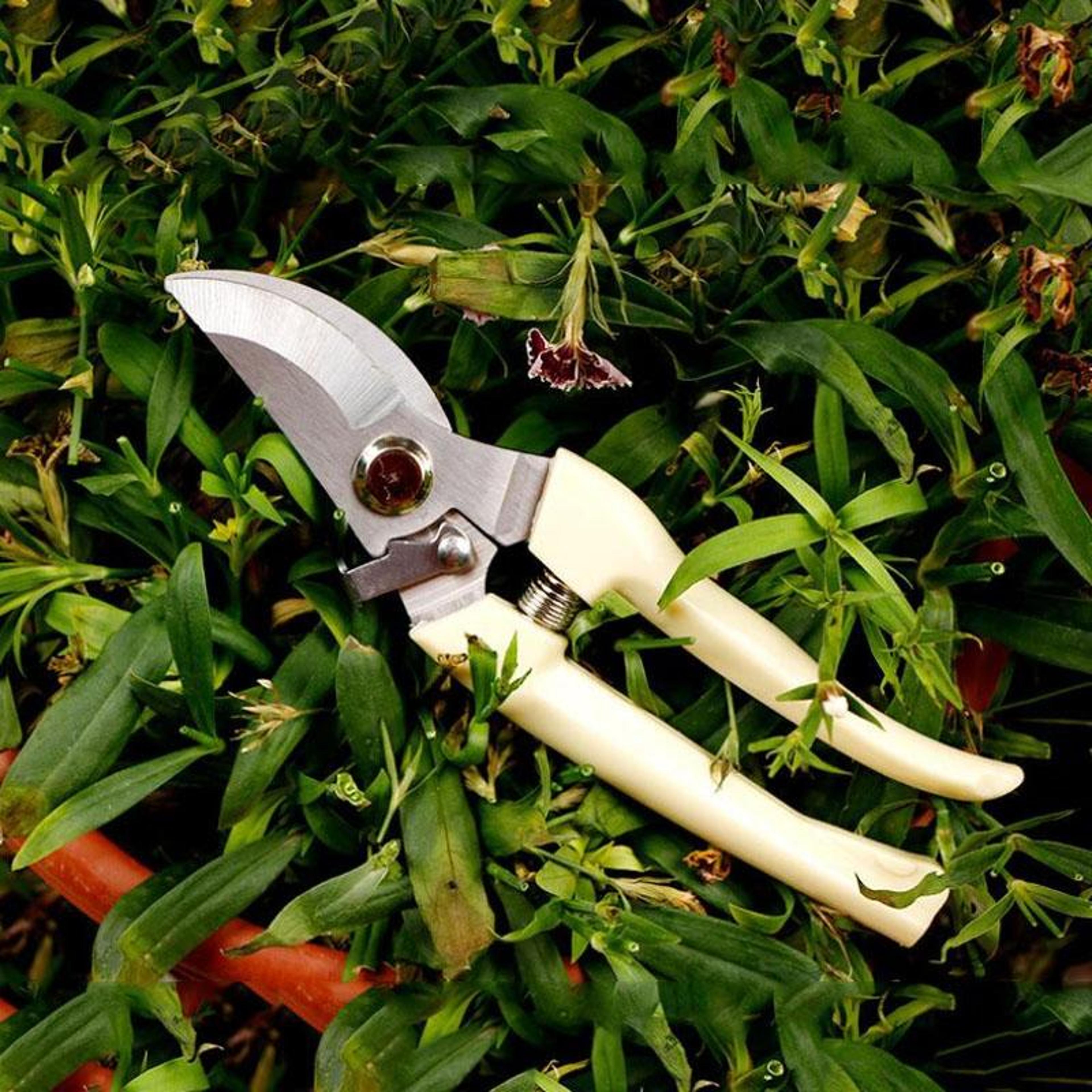 Stainless Steel Pruning Shears For Fruit Trees And Garden Branch Trimming 2