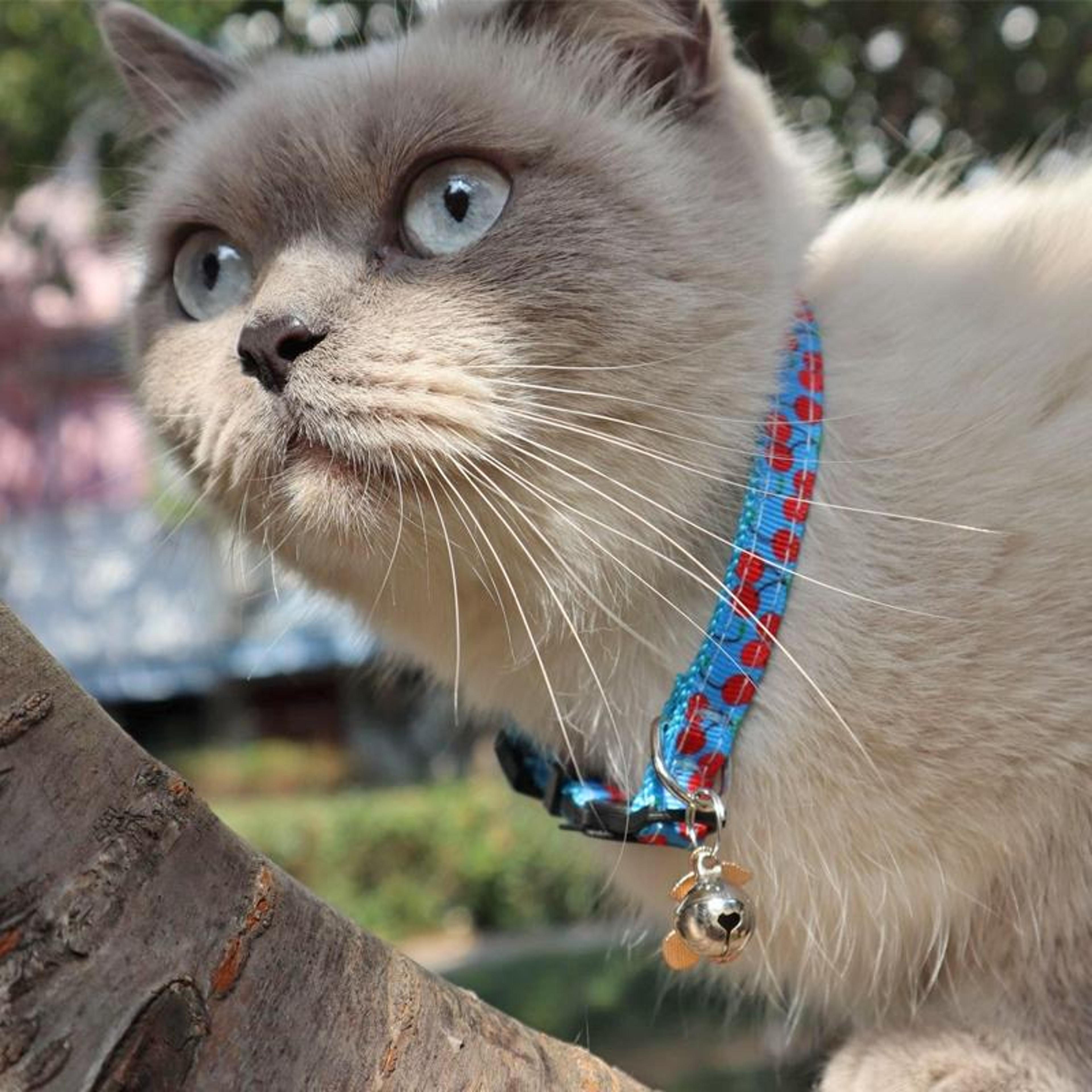 Adjustable Fruit Cat Collar With Bell Cute Pet Collar With Bell For Cats  Small Dogs 2