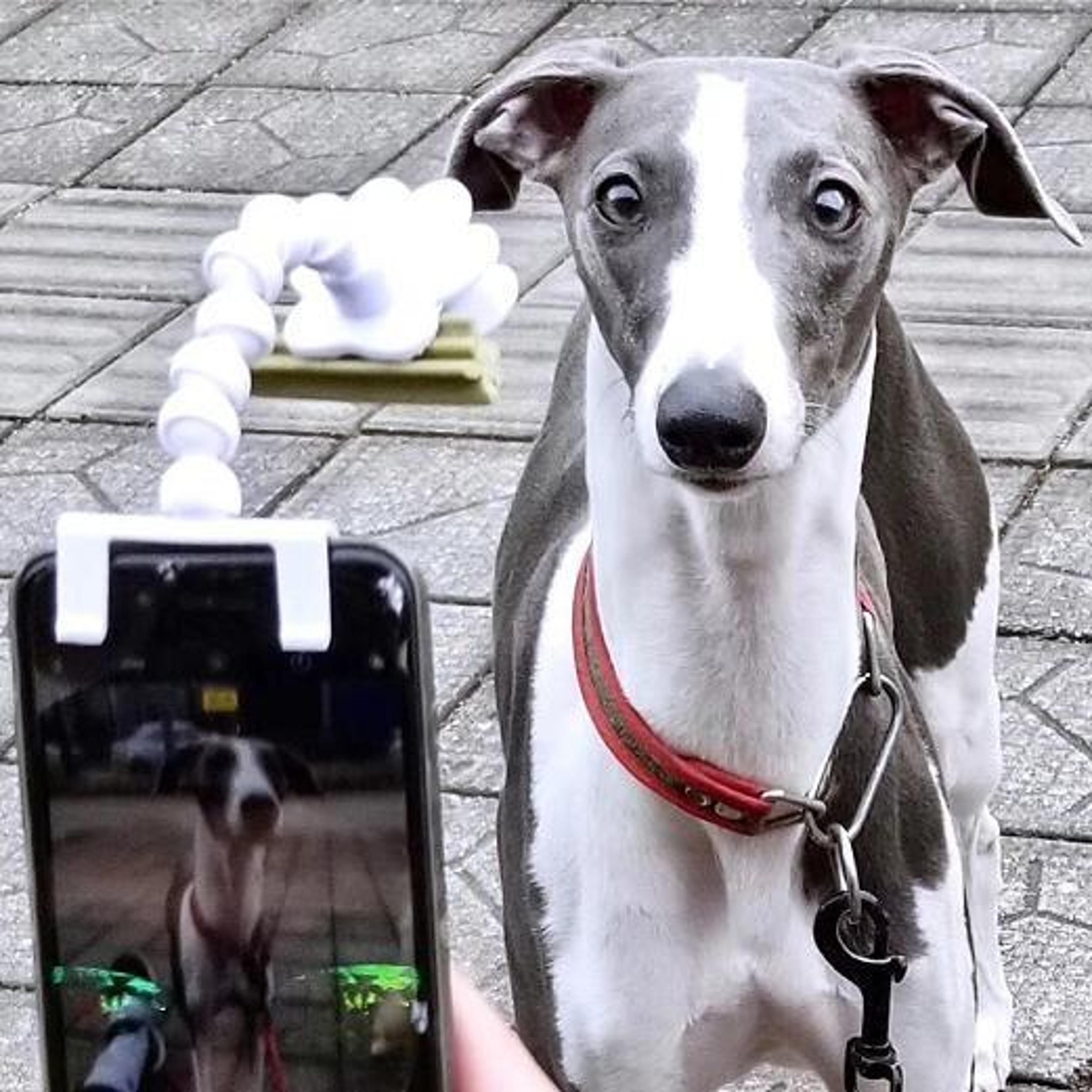 britedoggie pet selfie stick
