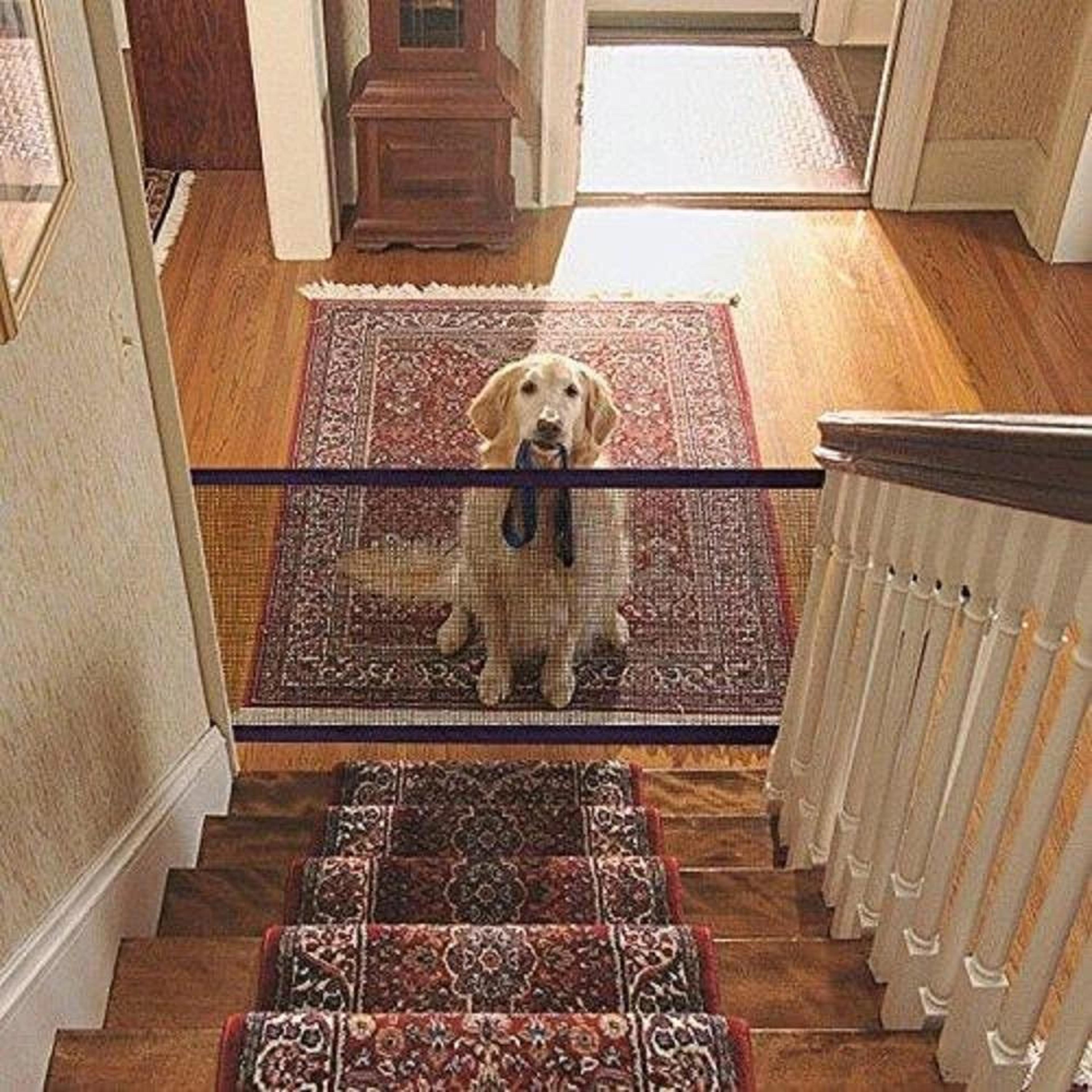 dog safety gate
