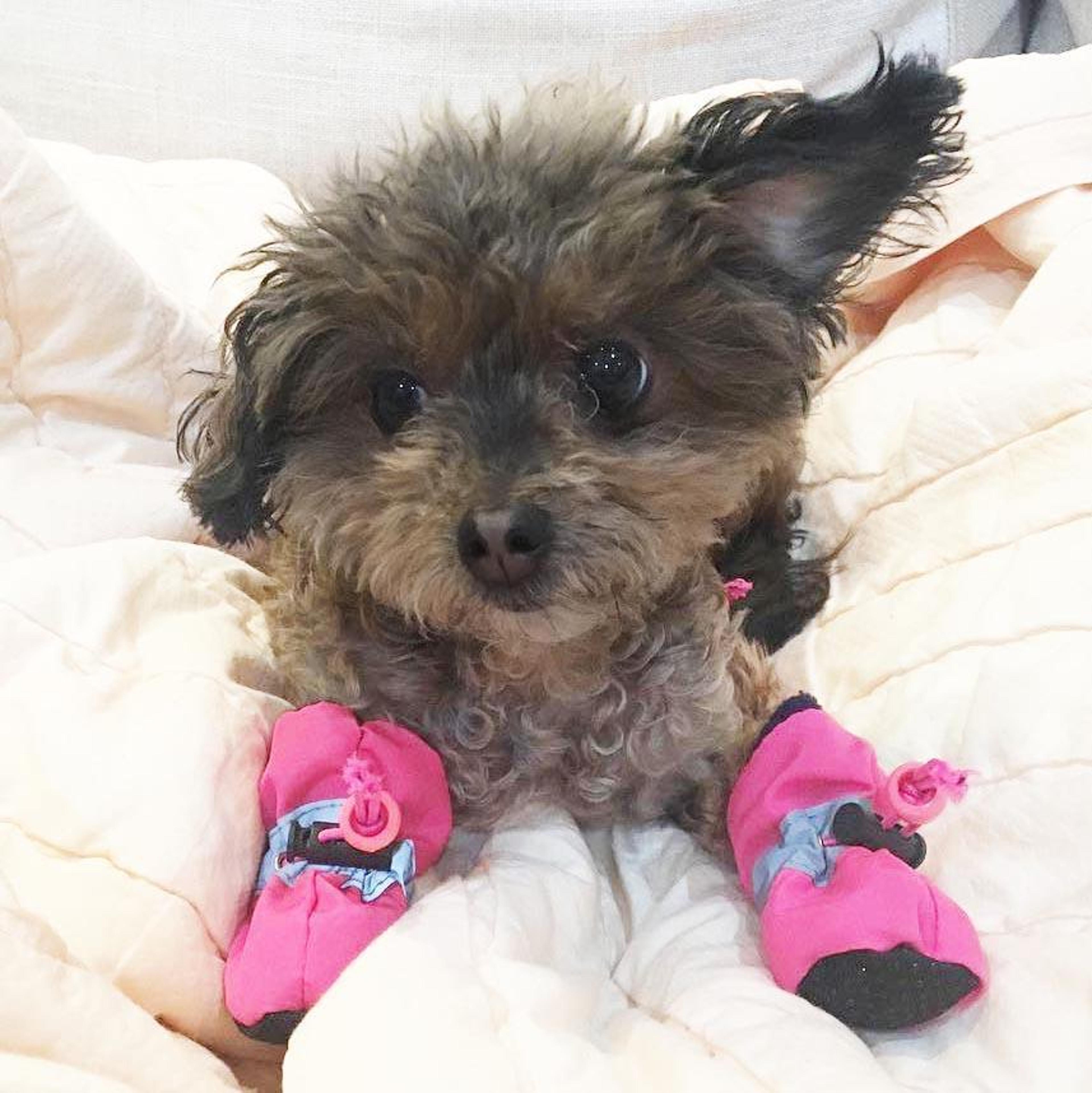 adorable dog booties