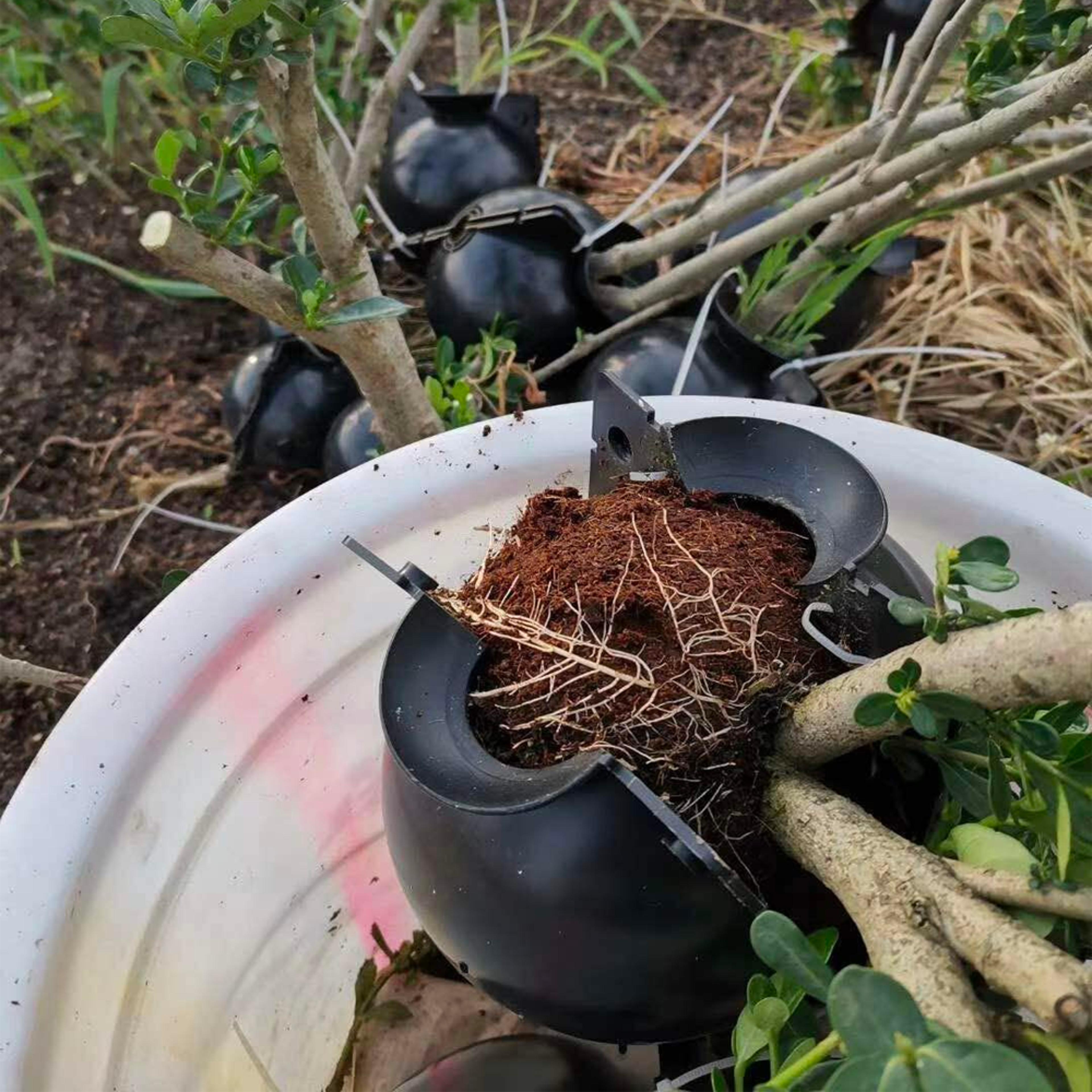 instant plant root growing box
