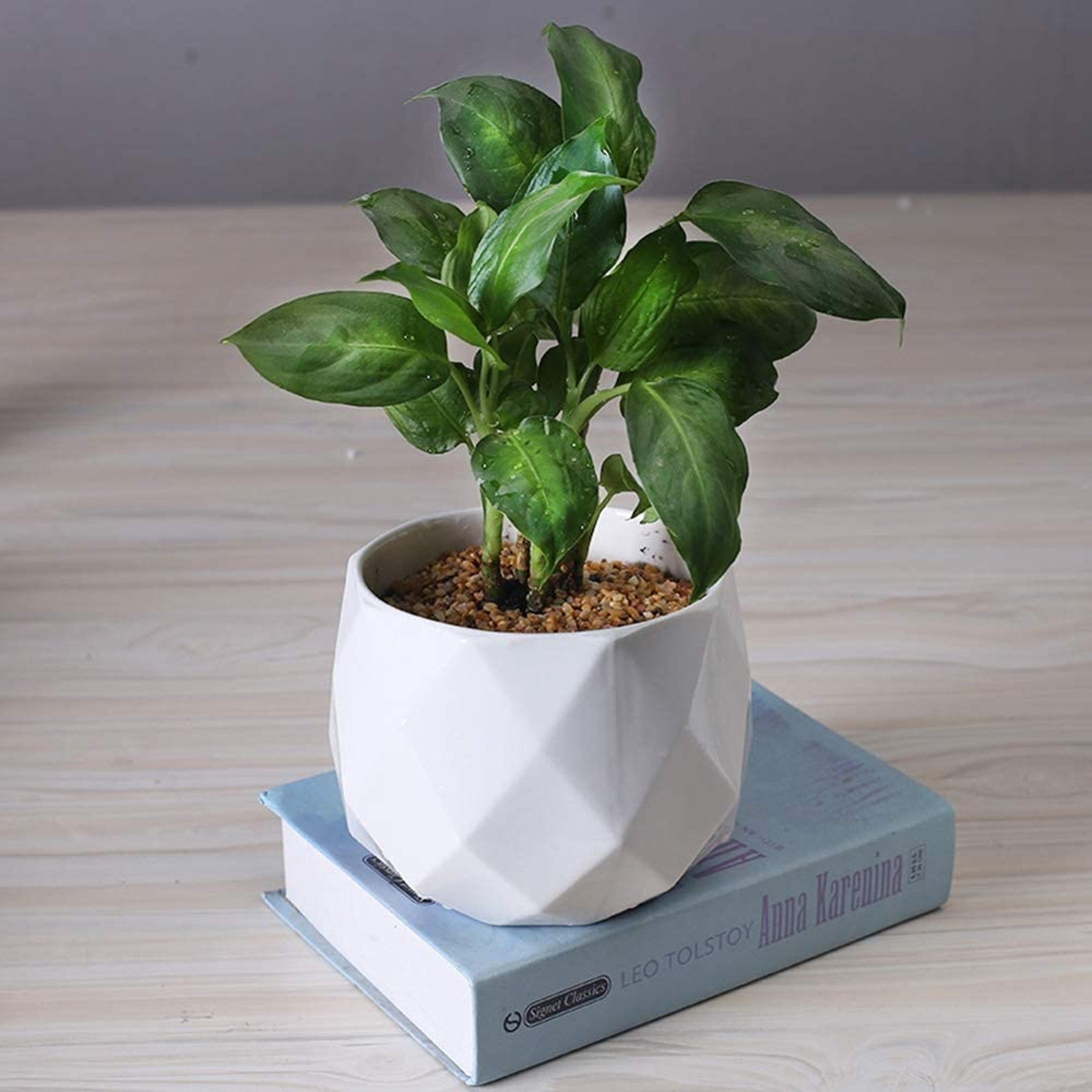 diamondplanter1