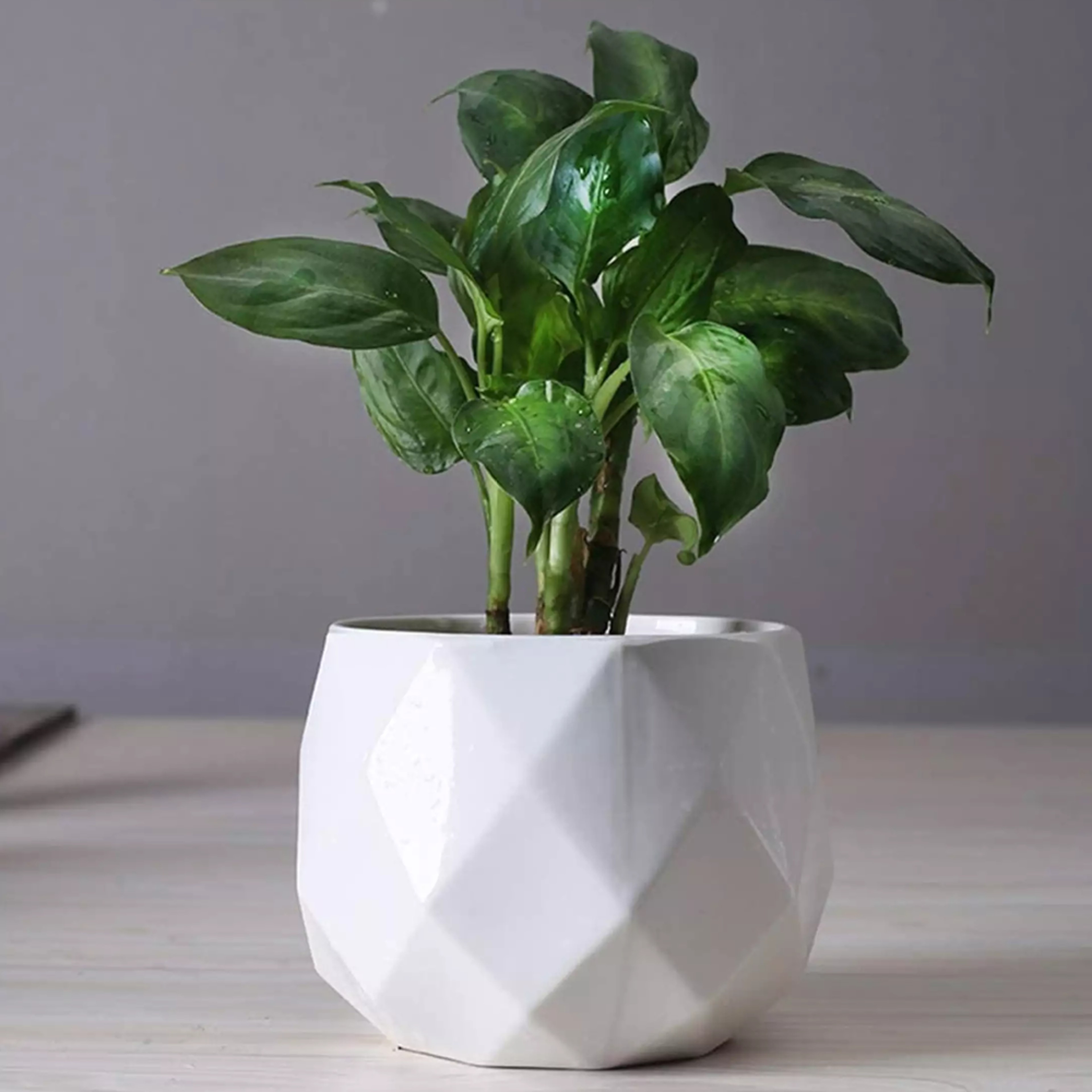 diamondplanter2