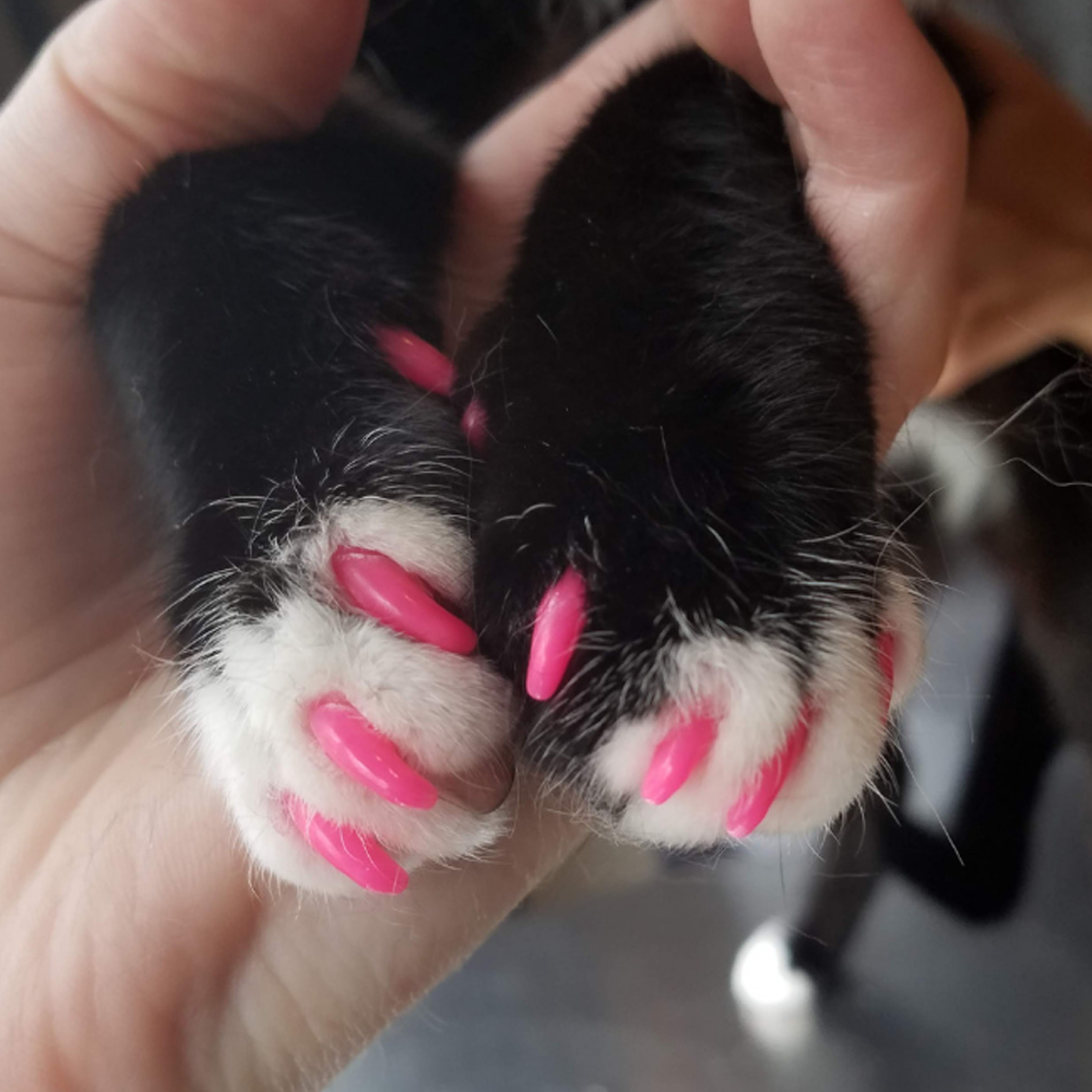 kittennailcaps4