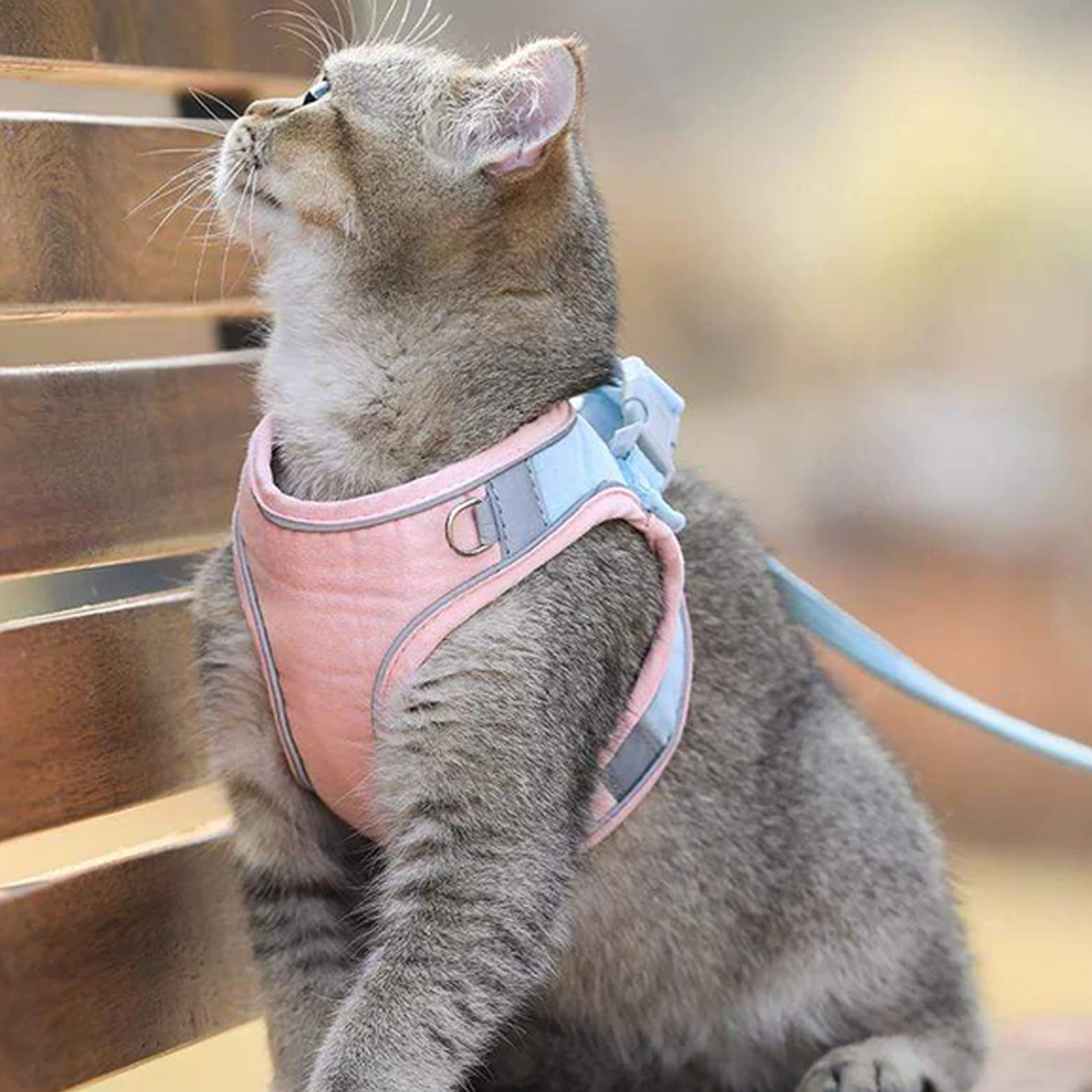 cat jacket harness