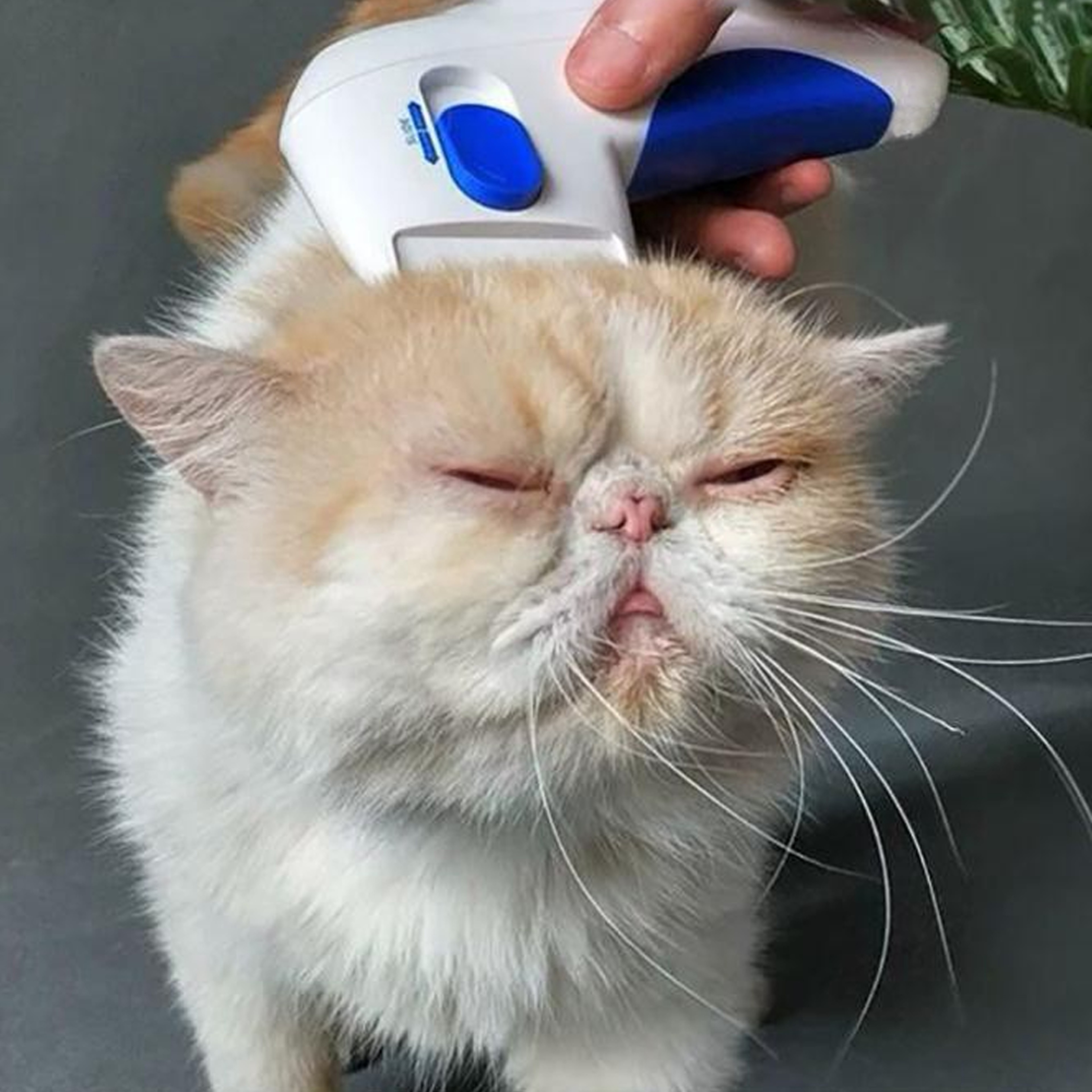 Electric Pet Comb  Effective Flea and Lice Remover for Long  ShortHaired Pets