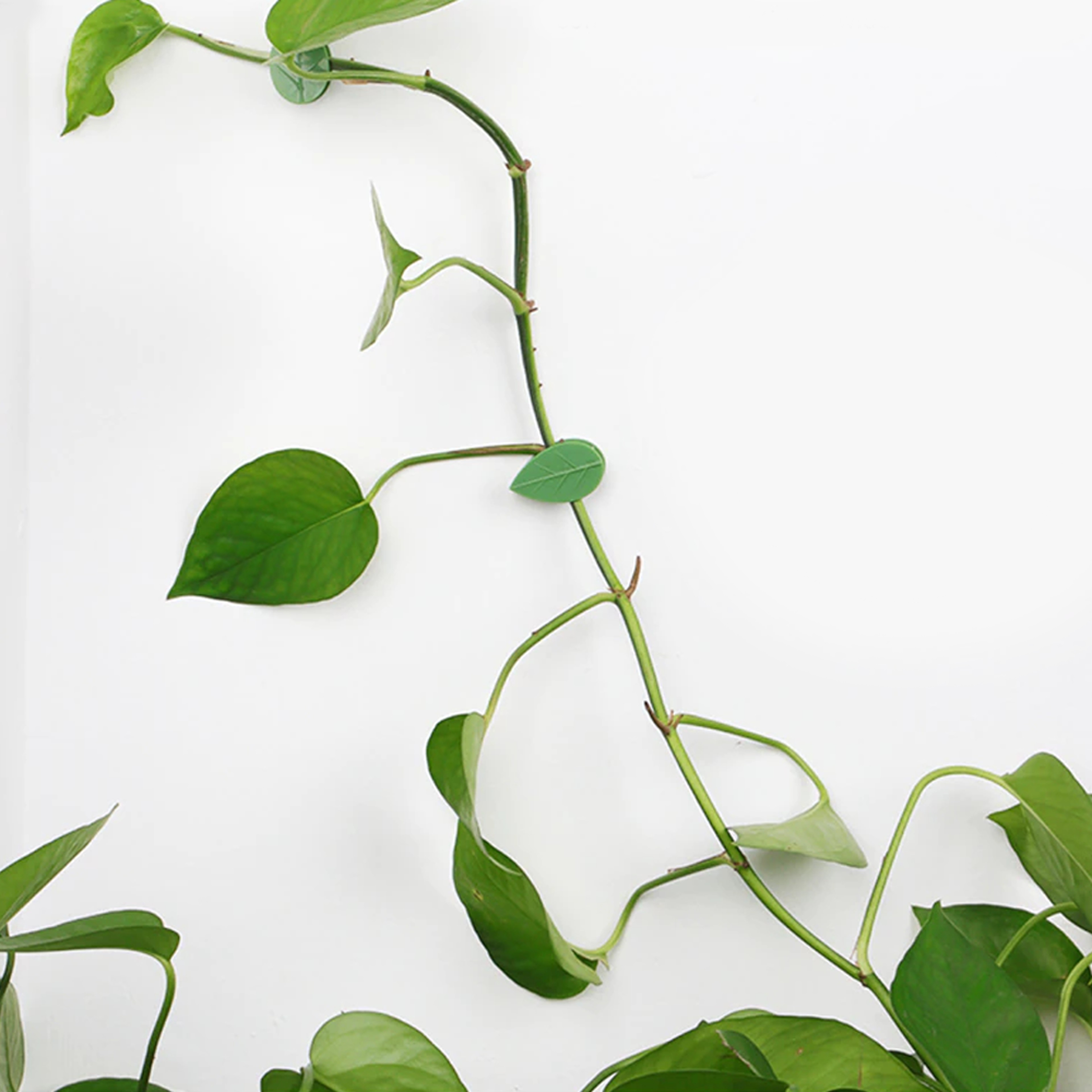 plantfixtureclipfixtedbucklehook3.png