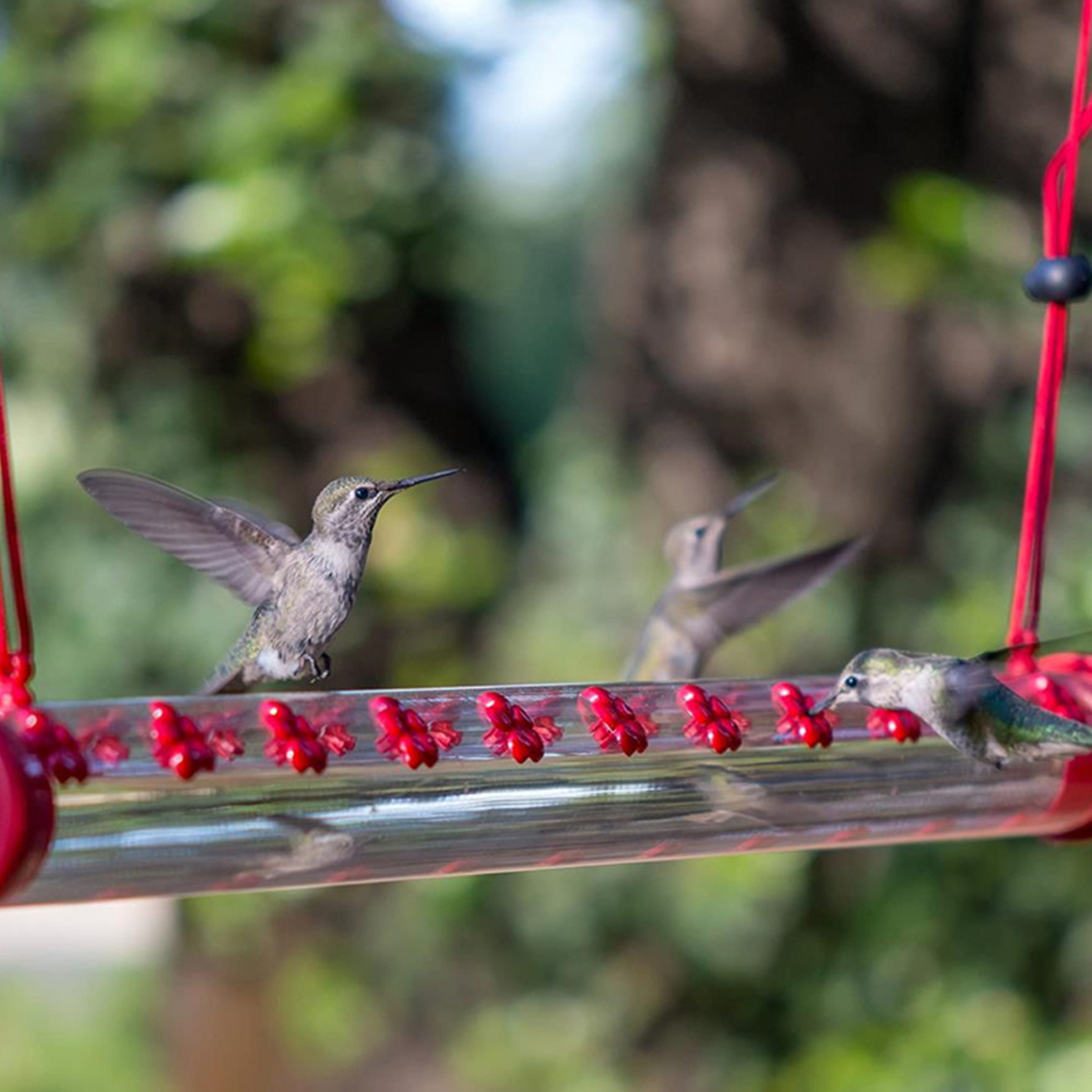 birdfriendshummingbirdfeeder1png