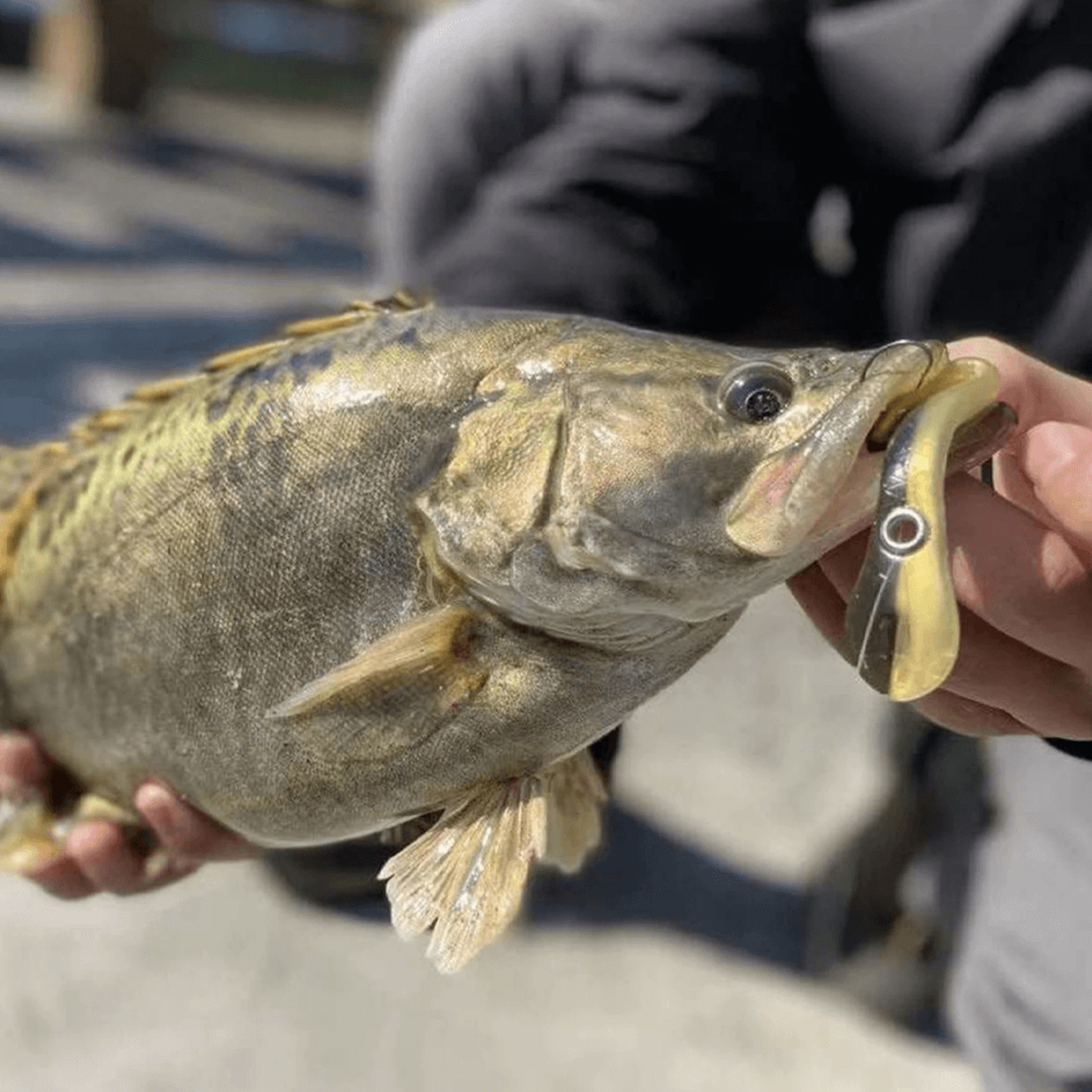 softbionicfishinglureblackgold.png