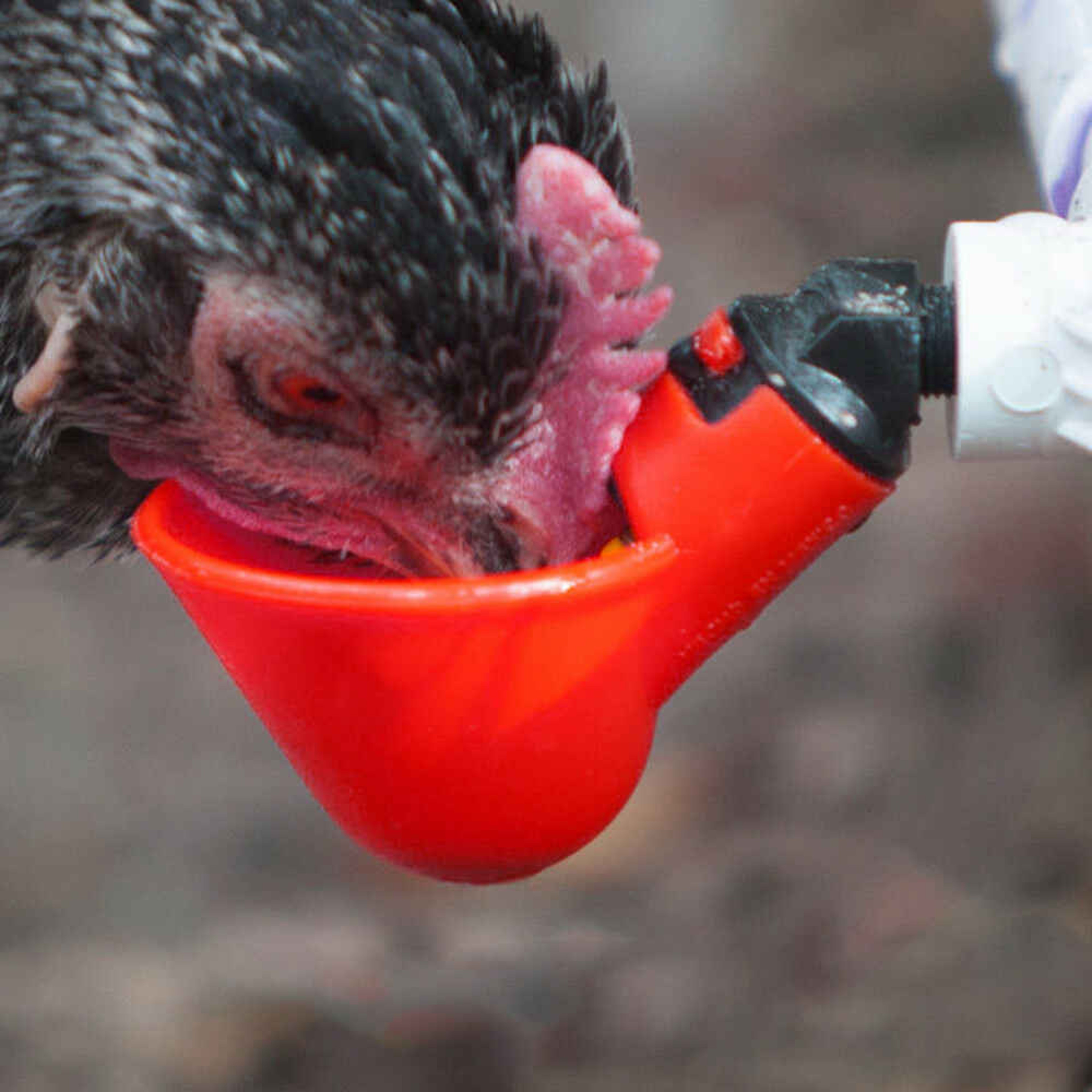 chickenwatercupspvc2png