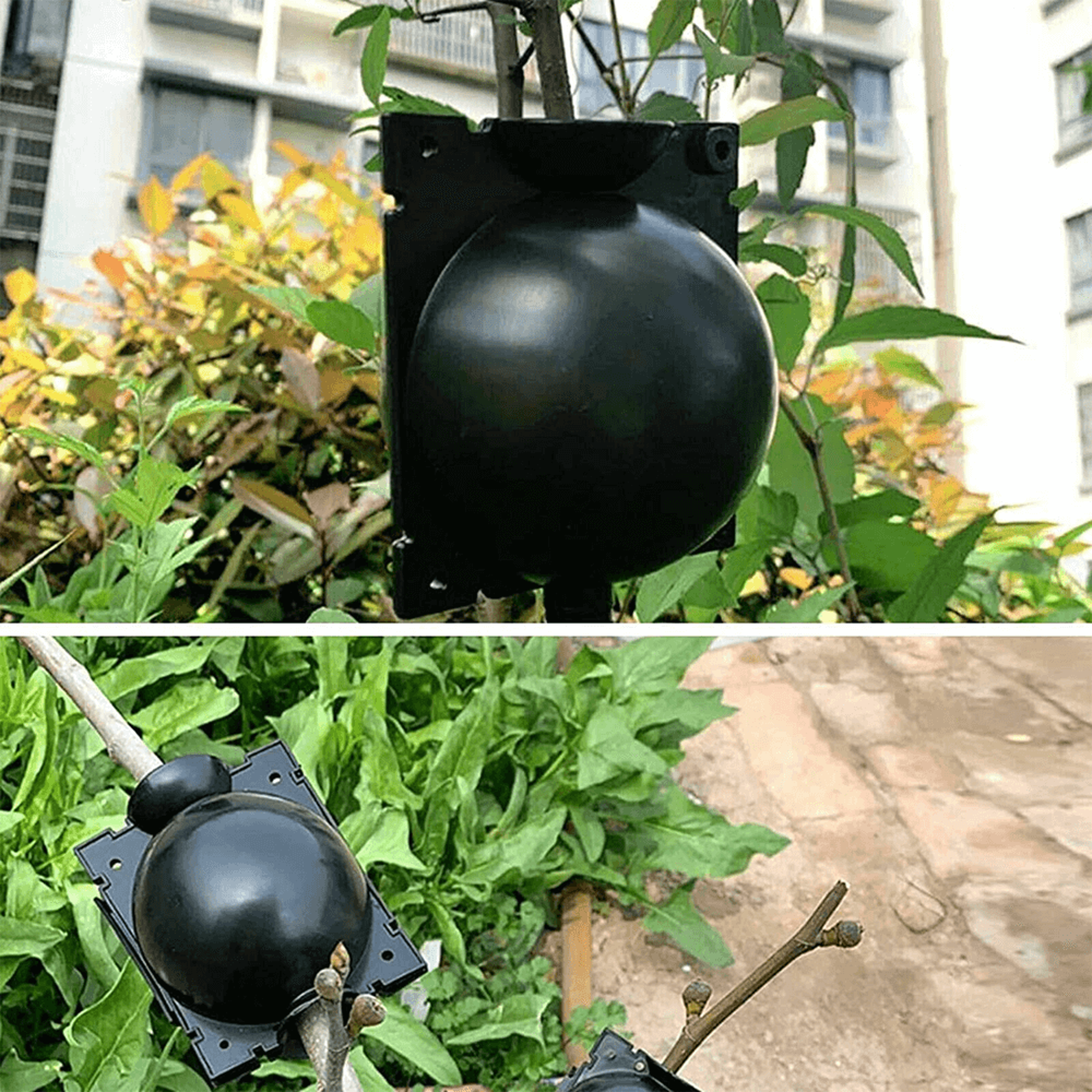 Plant Root Growing Box 4