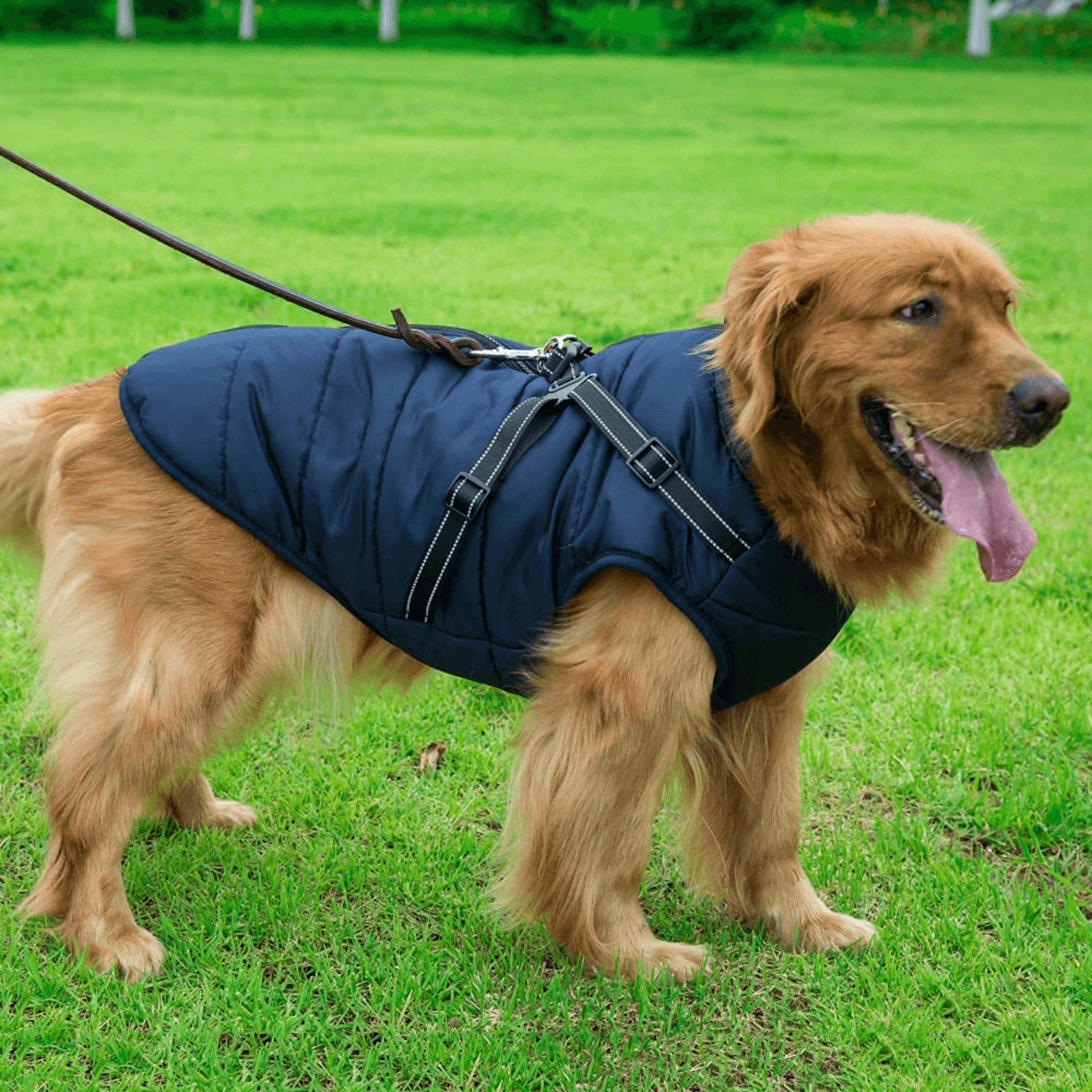 dogcoatwithzipperonbackblue.png