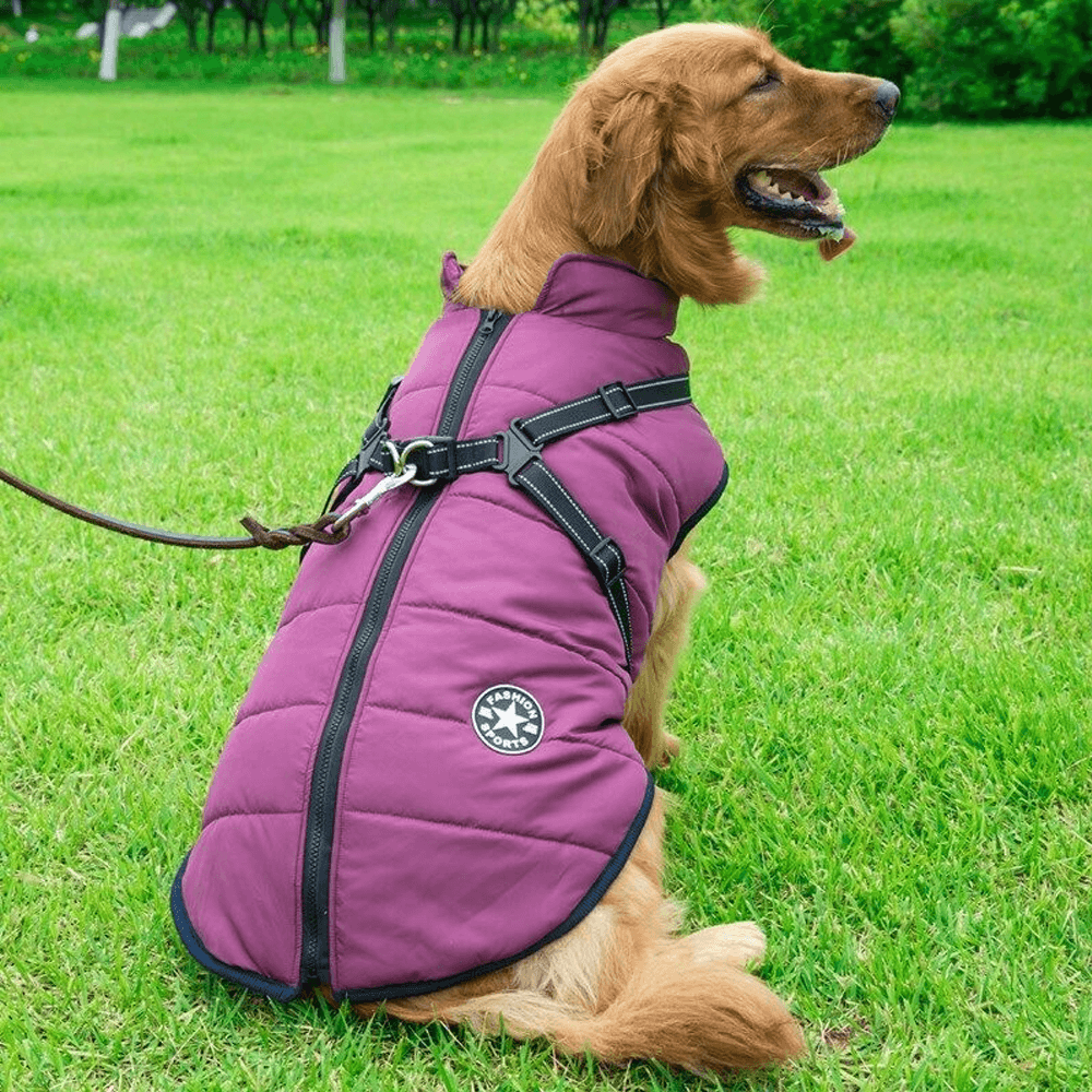 dogcoatwithzipperonbackpurple.png