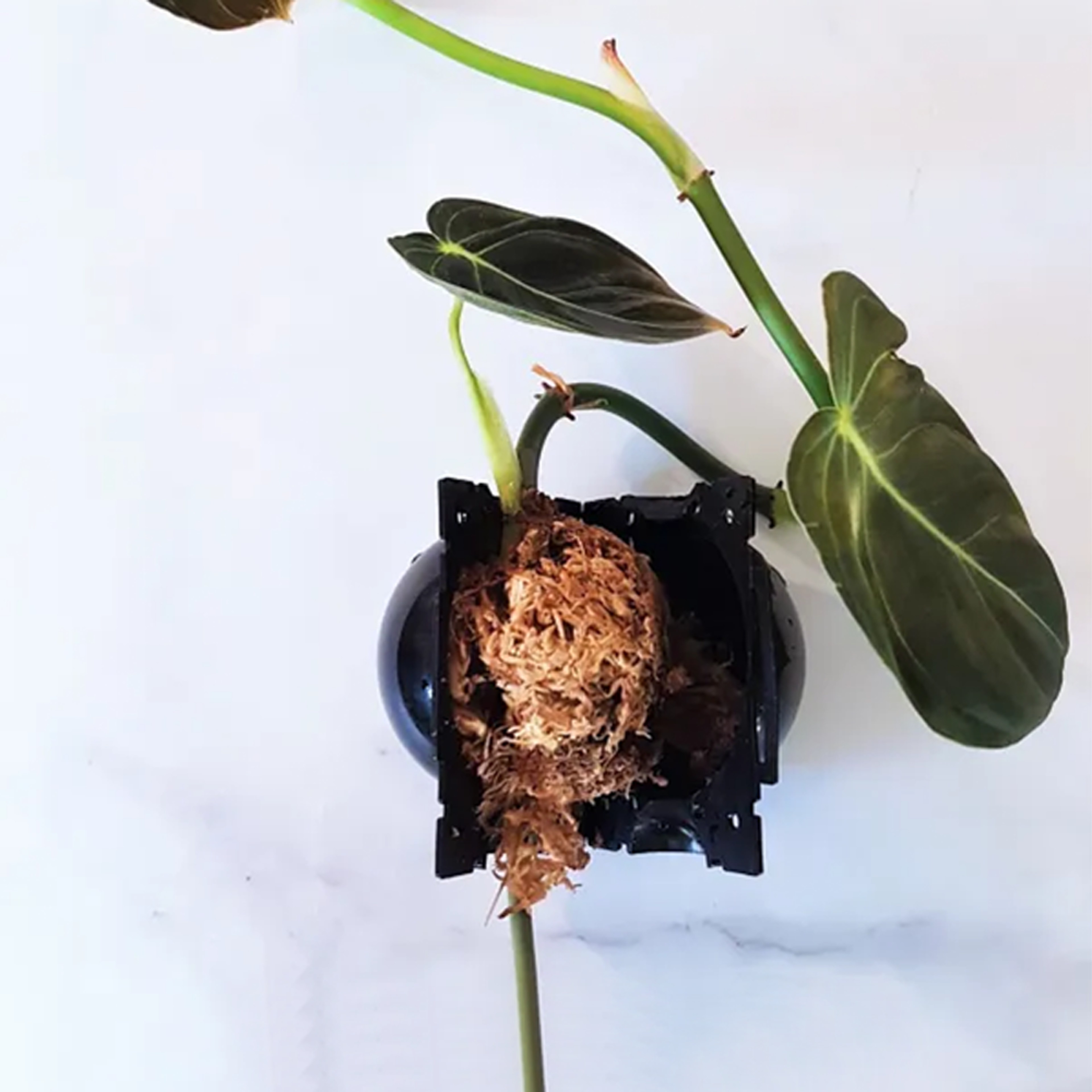 plantpropagationrootgrowingbox5.png